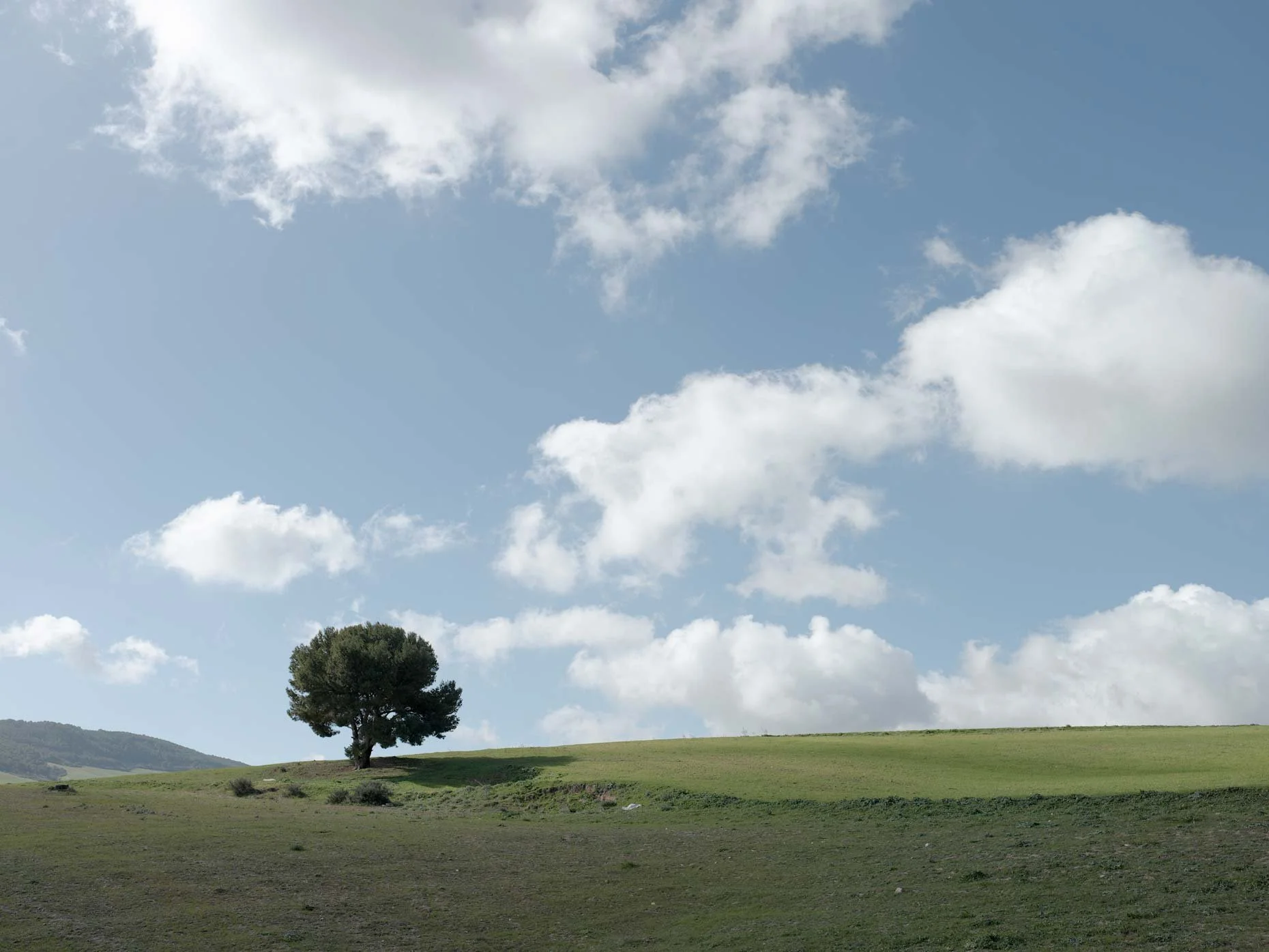 A solitary tree on grassy hills under a blue sky with scattered white clouds.