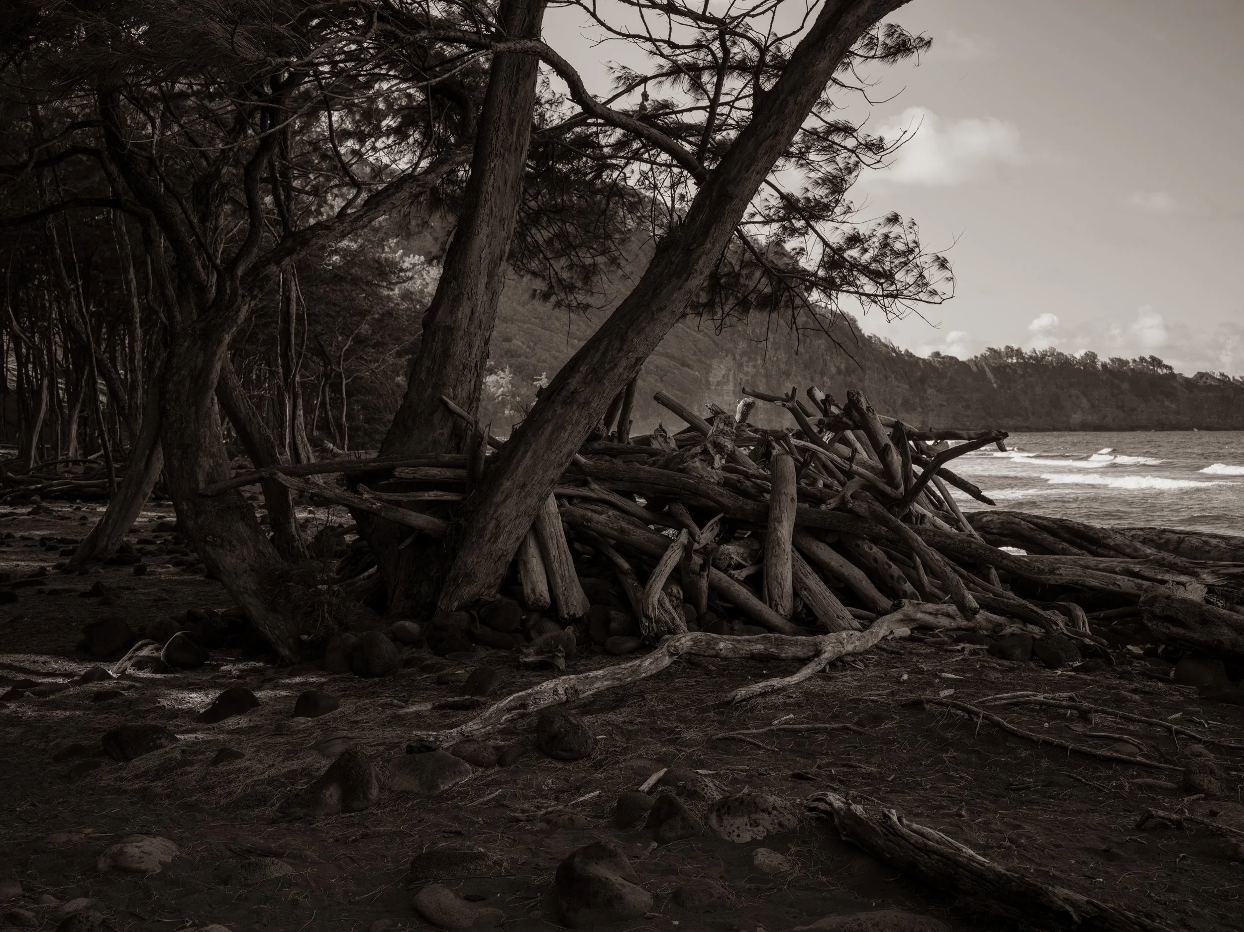 Black and white photo of a forested shoreline with trees leaning towards the water, driftwood on the sand, and a distant tree-covered hill under a cloudy sky.
