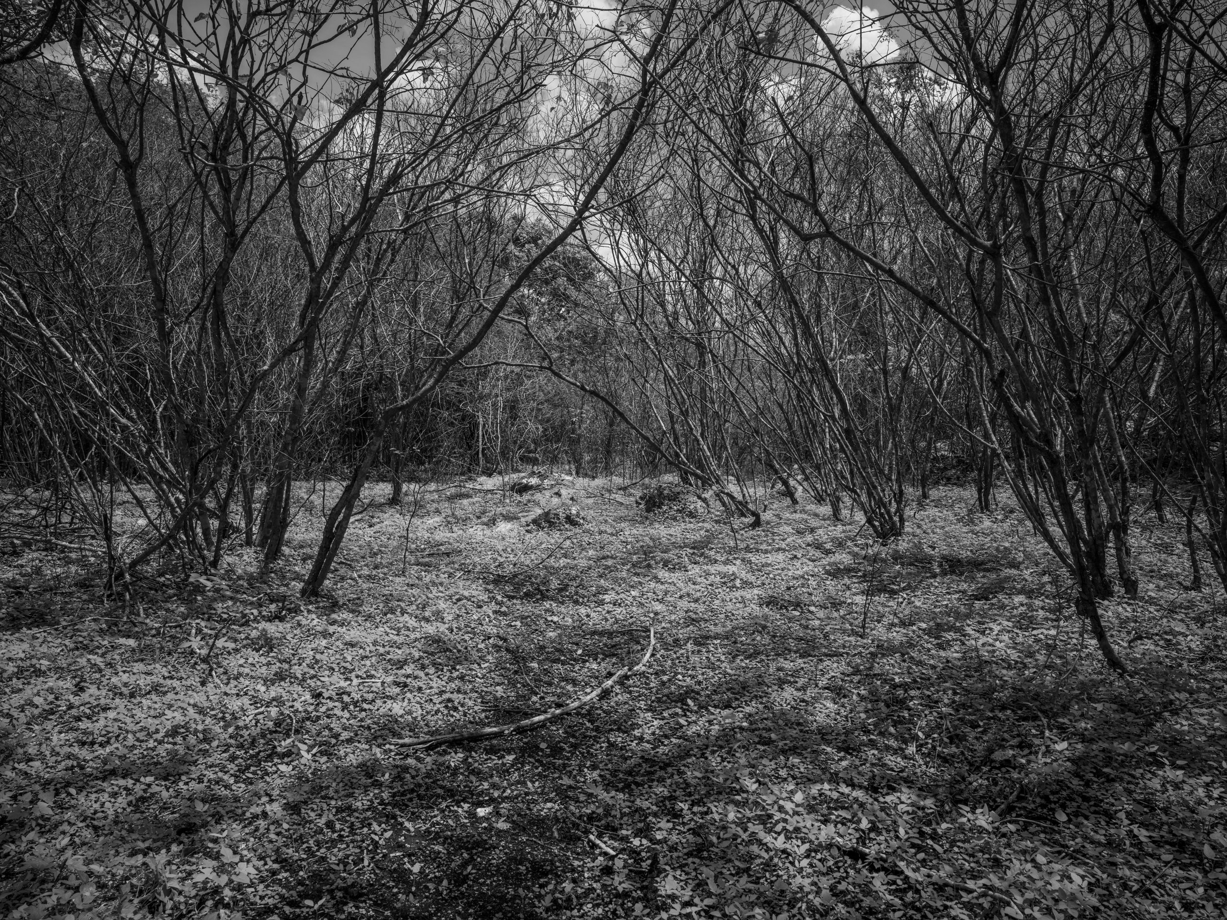A black and white photograph of a dense forest with numerous leafless trees and branches, with the ground covered in fallen leaves.
