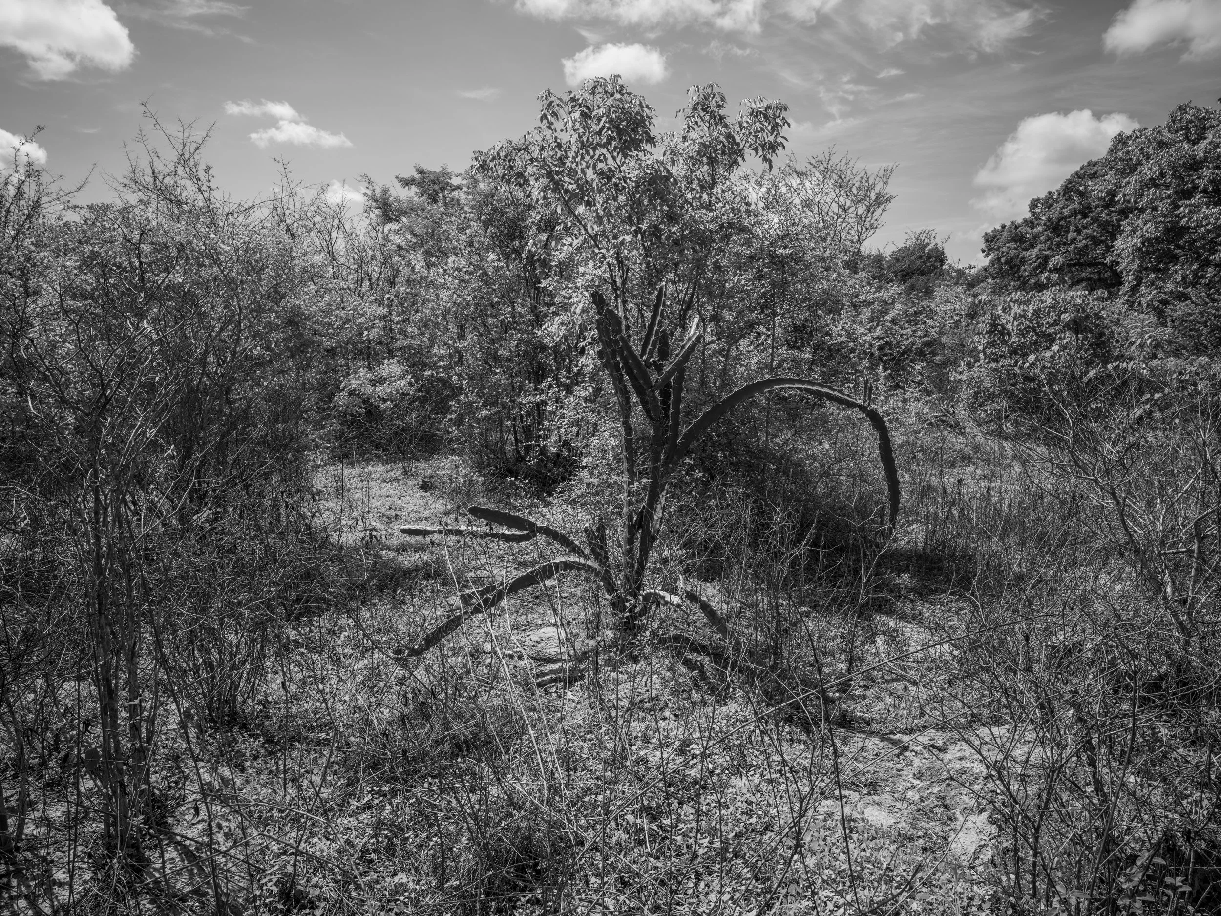 Black and white photograph of dense trees and bushes in a natural landscape under a partly cloudy sky.