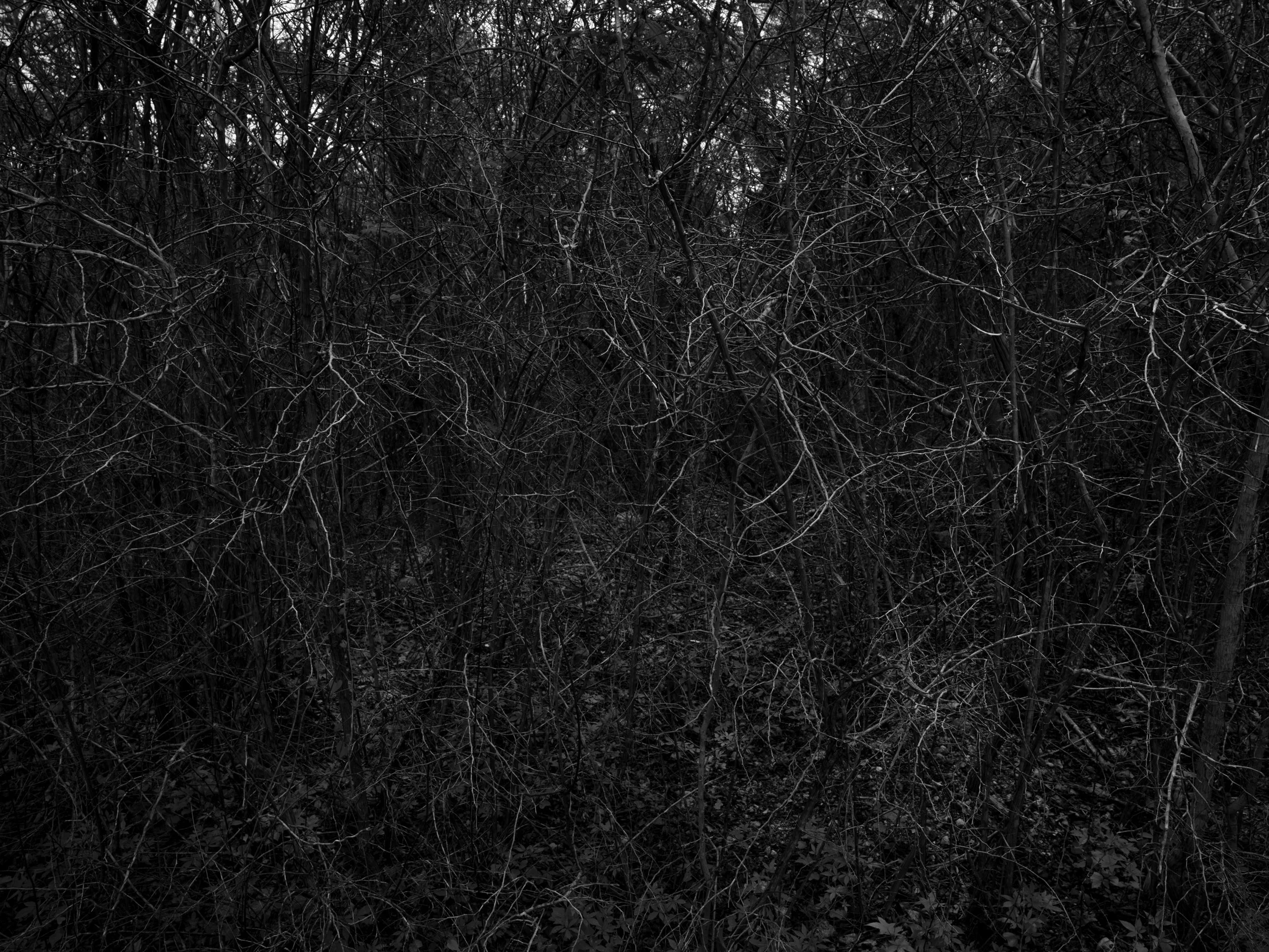 A dense, tangled group of leafless branches and twigs in a dark forest or wooded area.