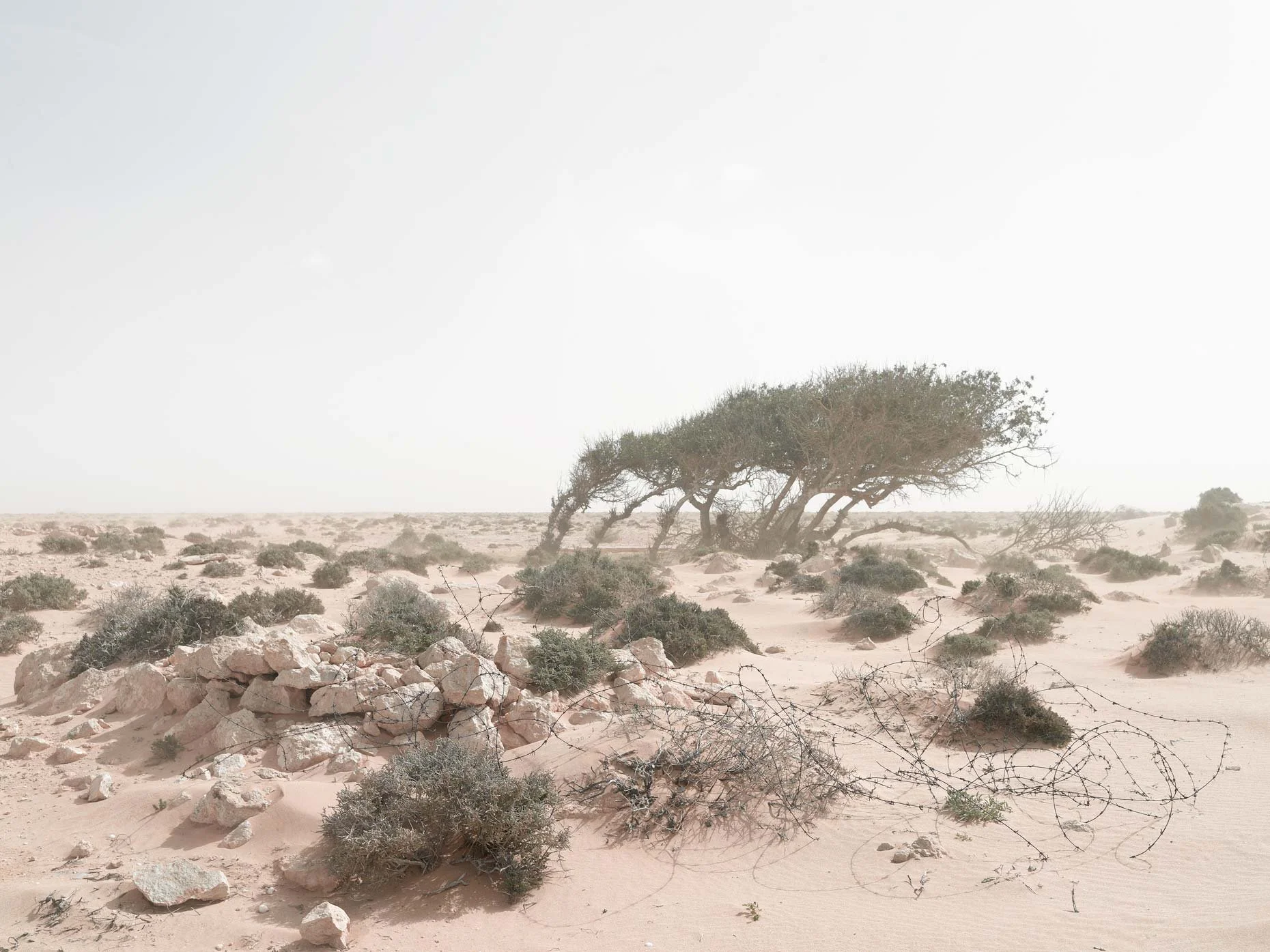A desert landscape with scattered bushes, a pile of rocks in the foreground, and a few bent, sparse trees in the background under a hazy sky.