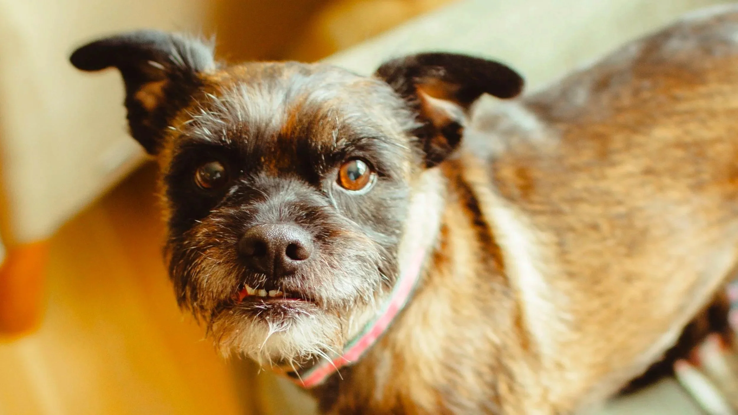 Somatic Practice Changed My Relationship to My Reactive Dog