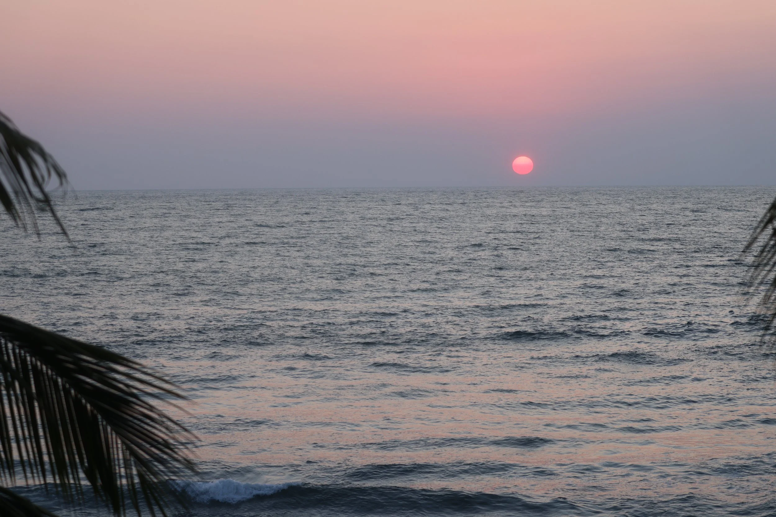 Pink sun setting over calm ocean water, framed by palm fronds