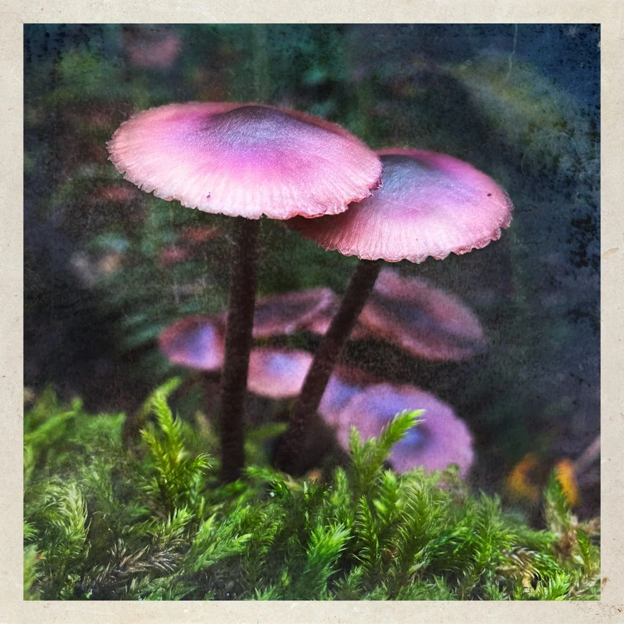 A Little Woodland Magic