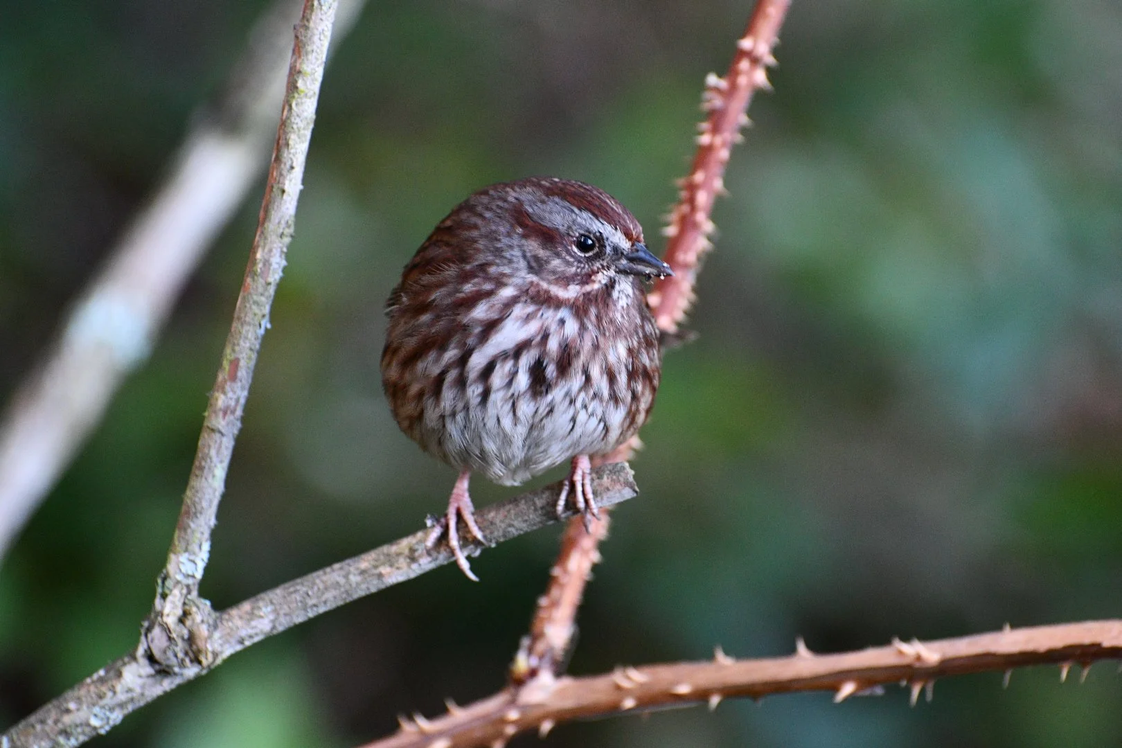 A small brown and white bird perched on a branch in a natural setting with green blurred background.