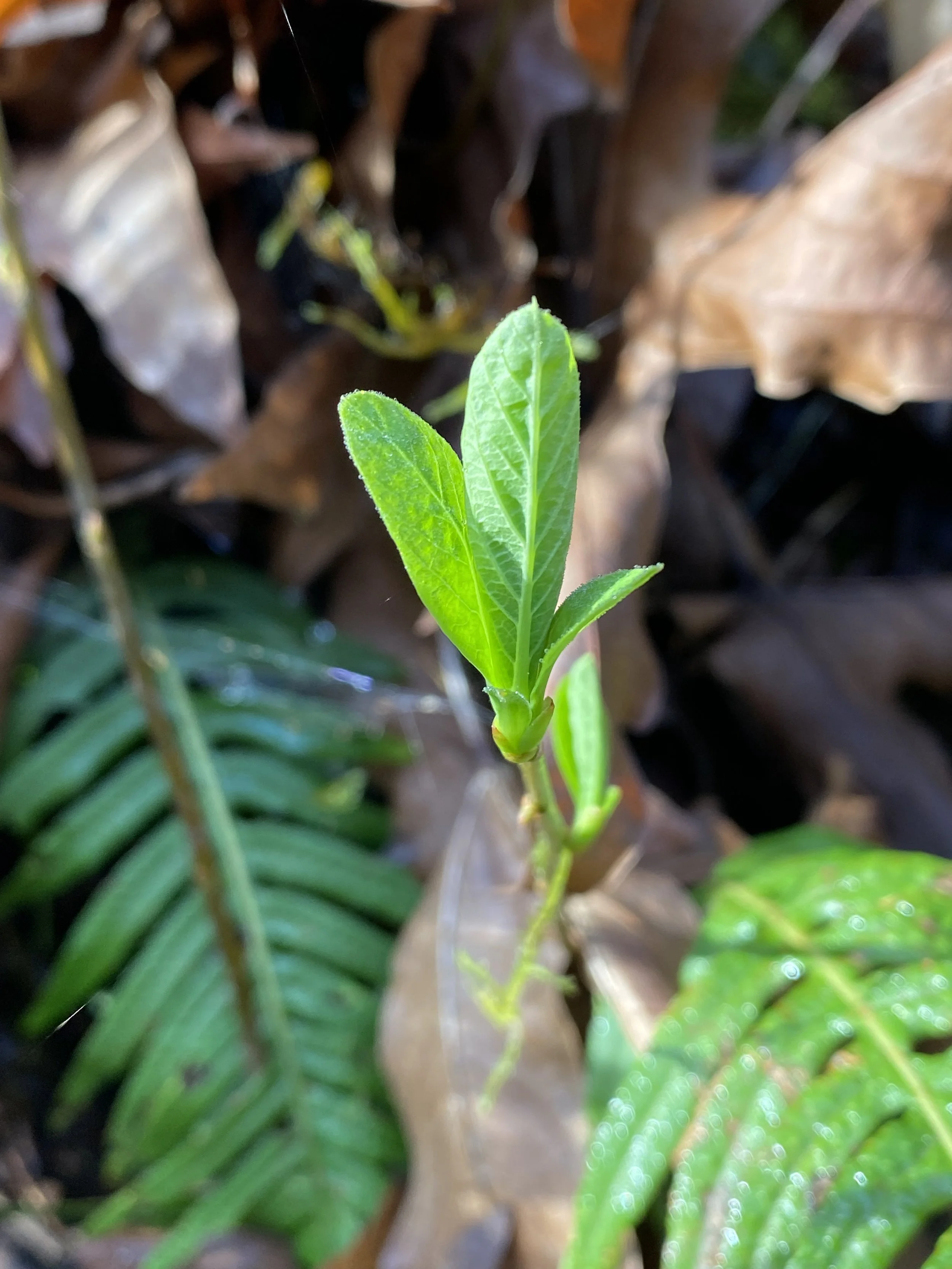 A close-up of a young green plant sprouting among dry leaves and other greenery.