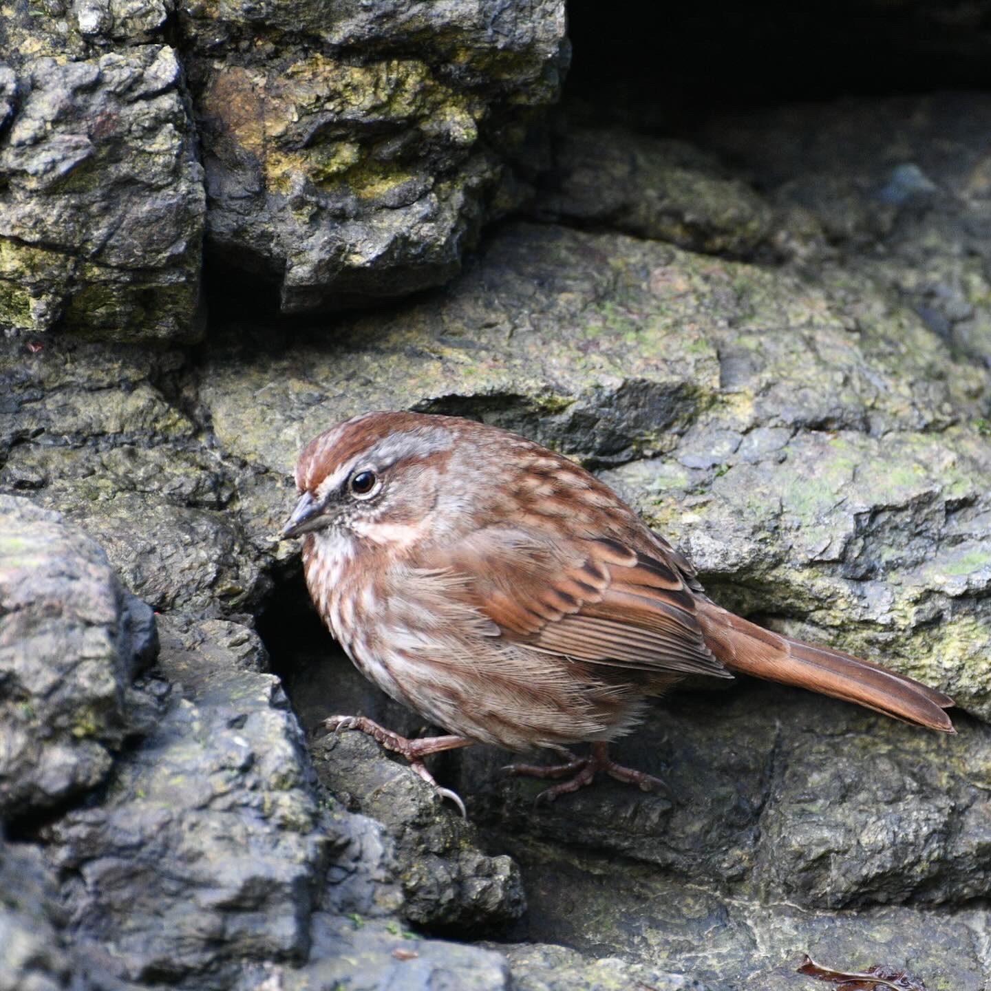 A brown sparrow peeking out from a crevice of dark, rocky surface with moss.