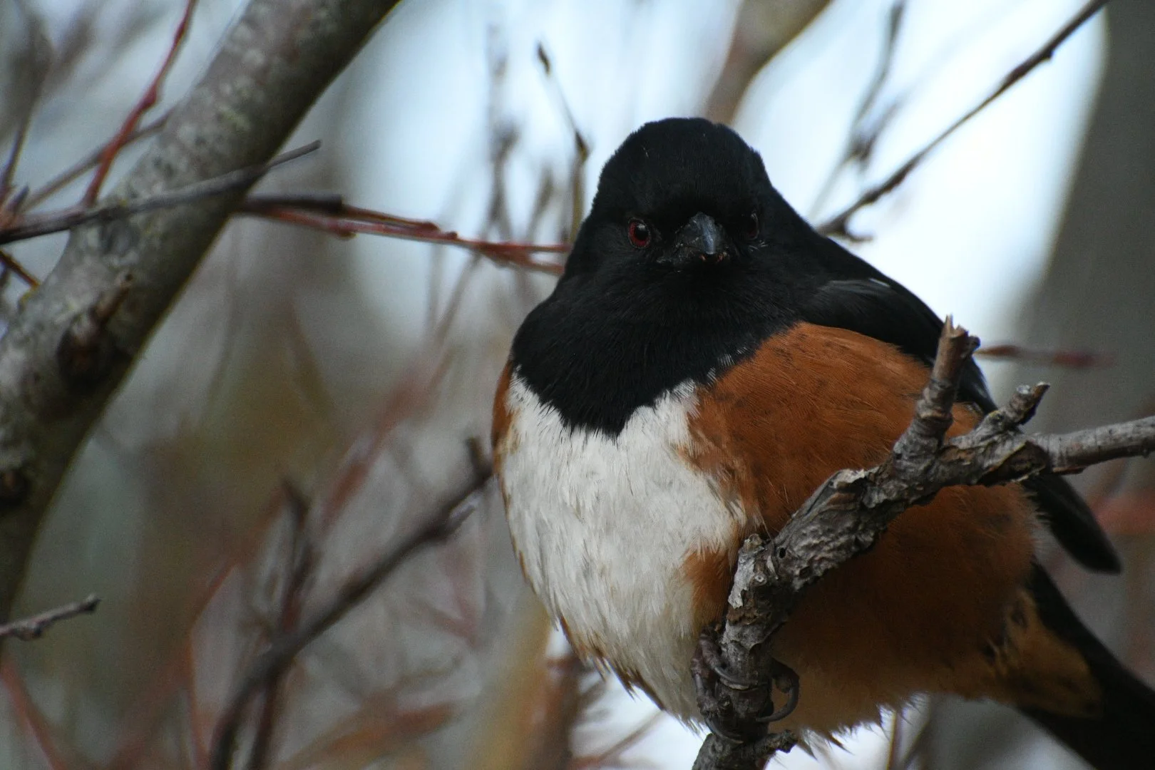A bird with black, white, and brown feathers perched on a branch against a blurred background.