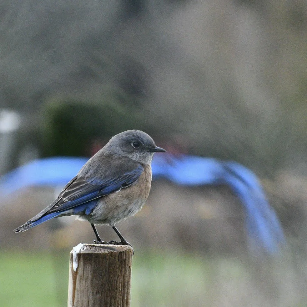 A small bird with brown and blue feathers perched on a wooden post.