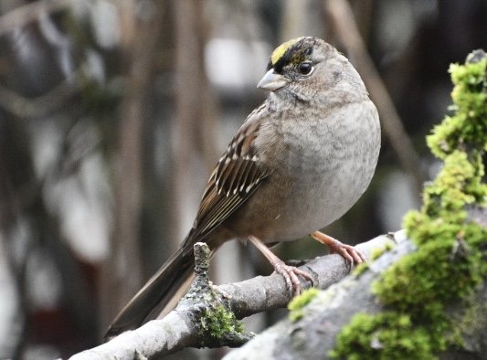 A small bird with brown and white feathers, a yellow patch above its beak, perched on a moss-covered branch.