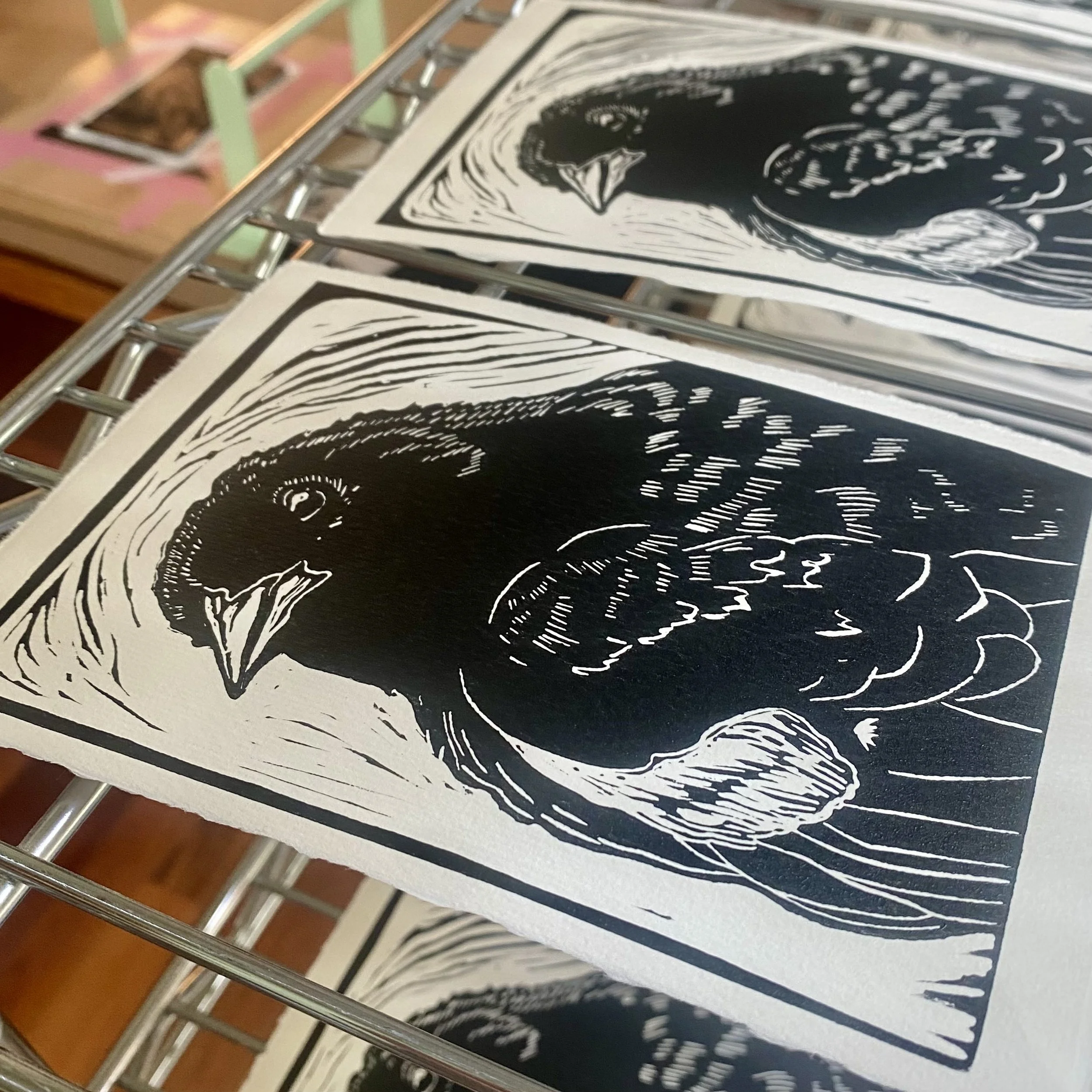 Prints of black and white illustrations of a bird's head with detailed feathers, mounted on paper and displayed on a rack
