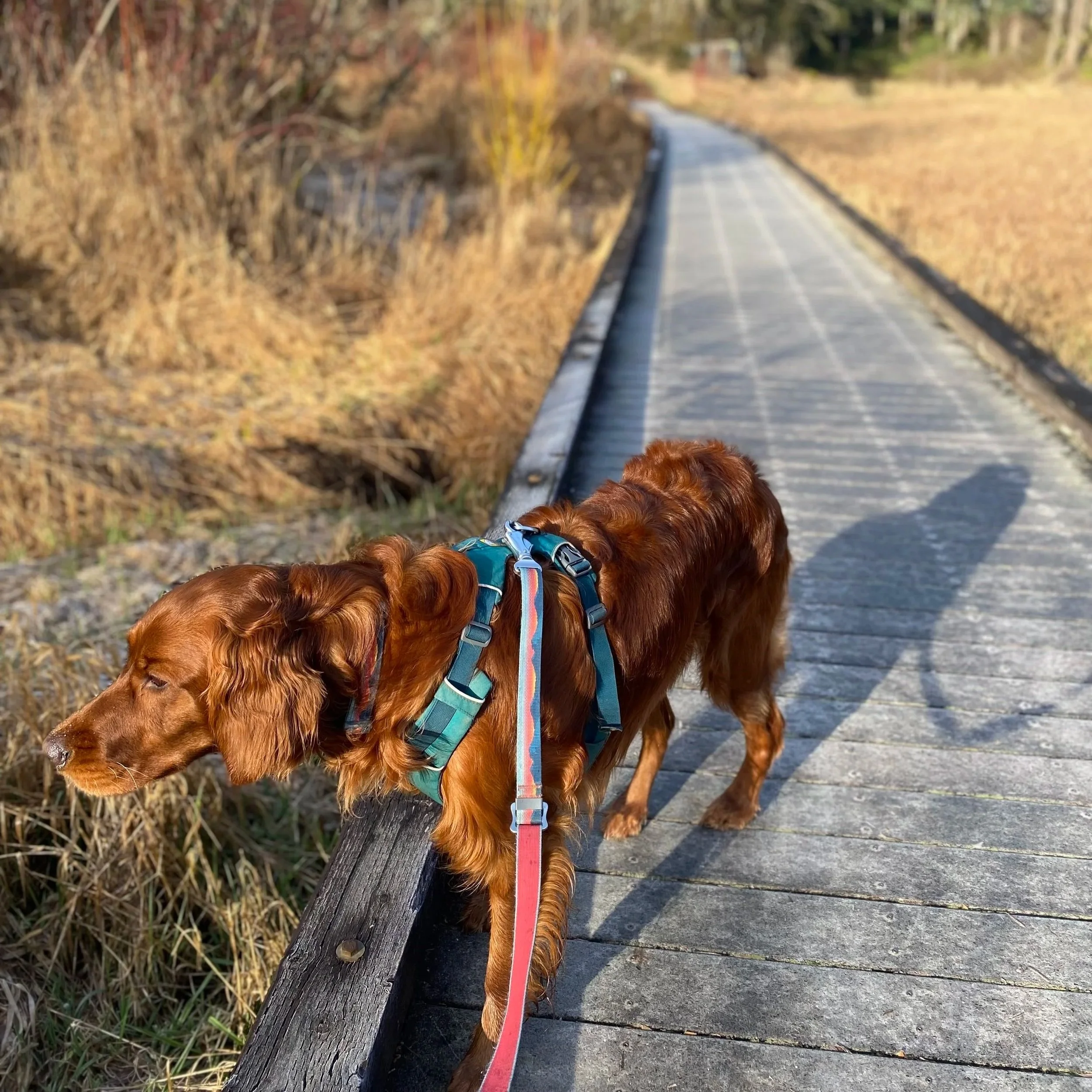 Brown dog on a leash walking on a wooden trail in autumn with dry grass and bushes on the side.
