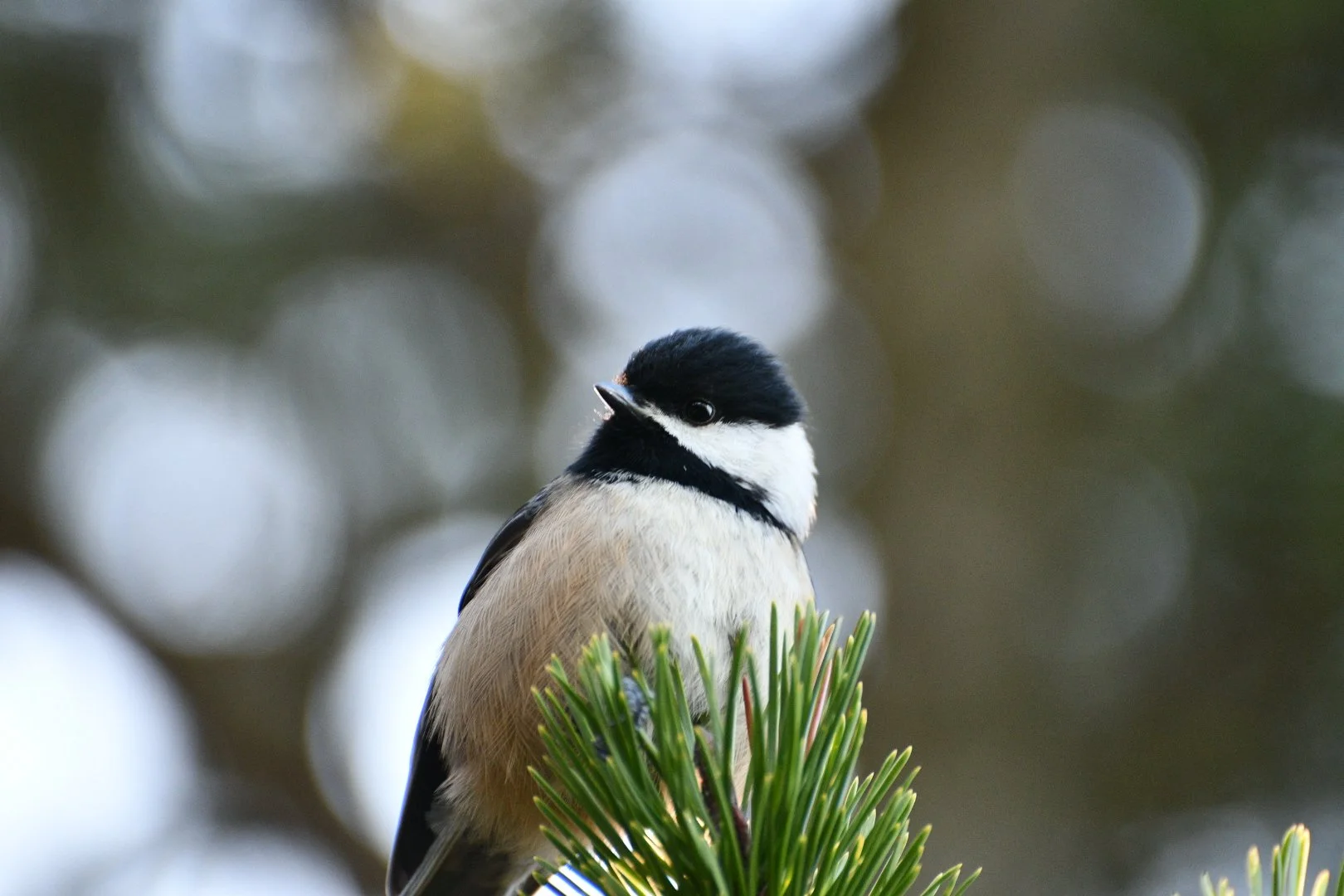 Close-up of a small bird perched on a pine tree branch, with a blurred background.