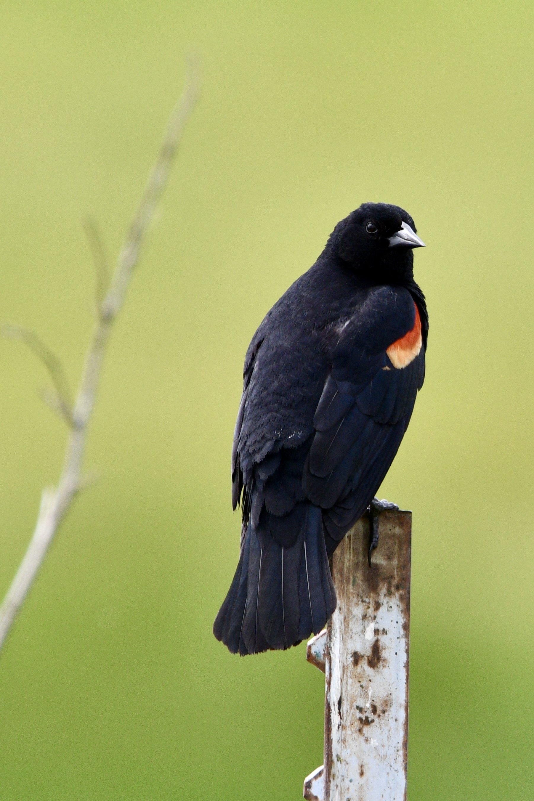 A black bird with a red and white patch on its wing perched on a weathered metal post.