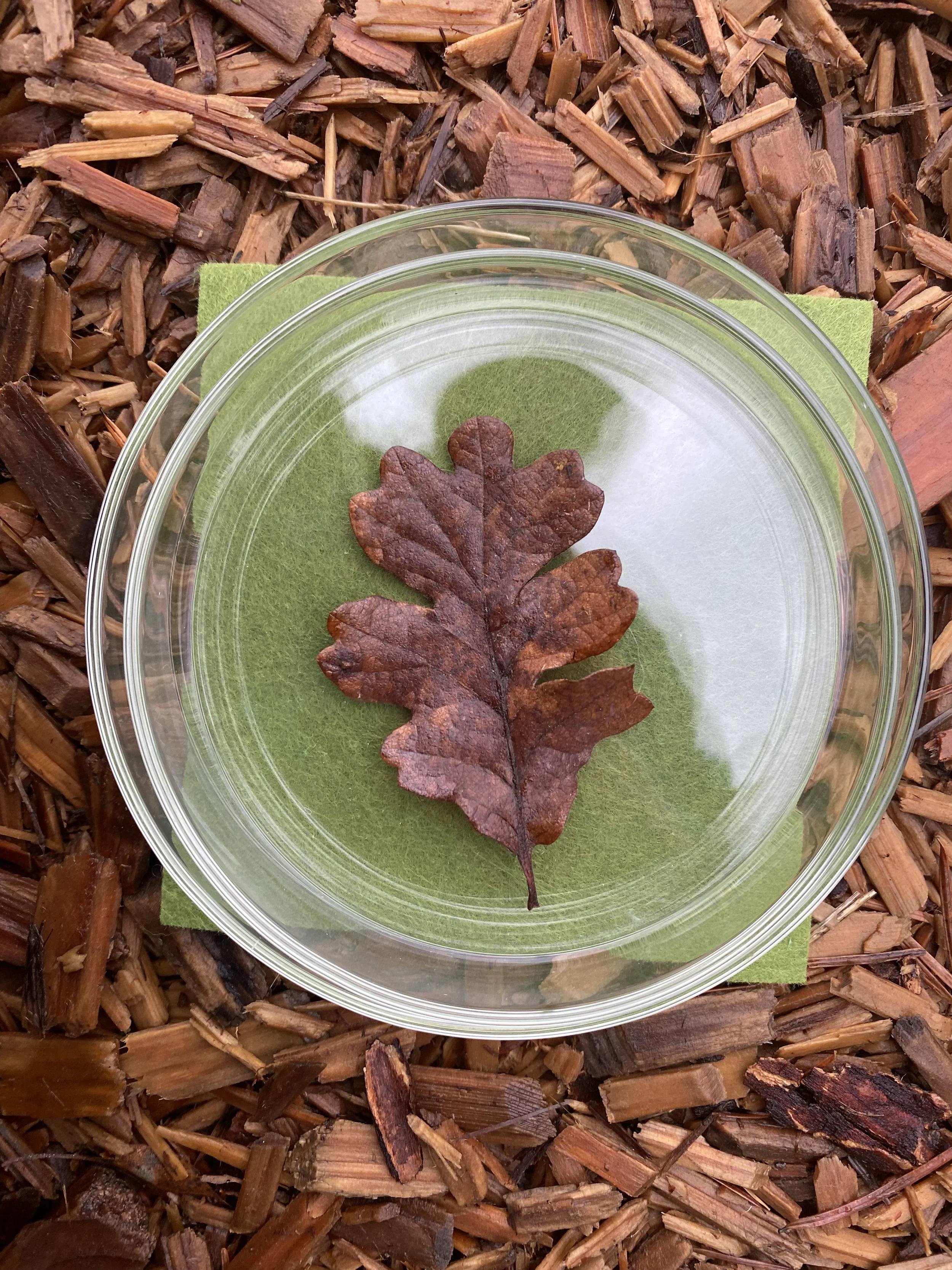 An overhead view of a clear glass bowl with a dried brown leaf on a small green felt cloth, placed on wood chips.
