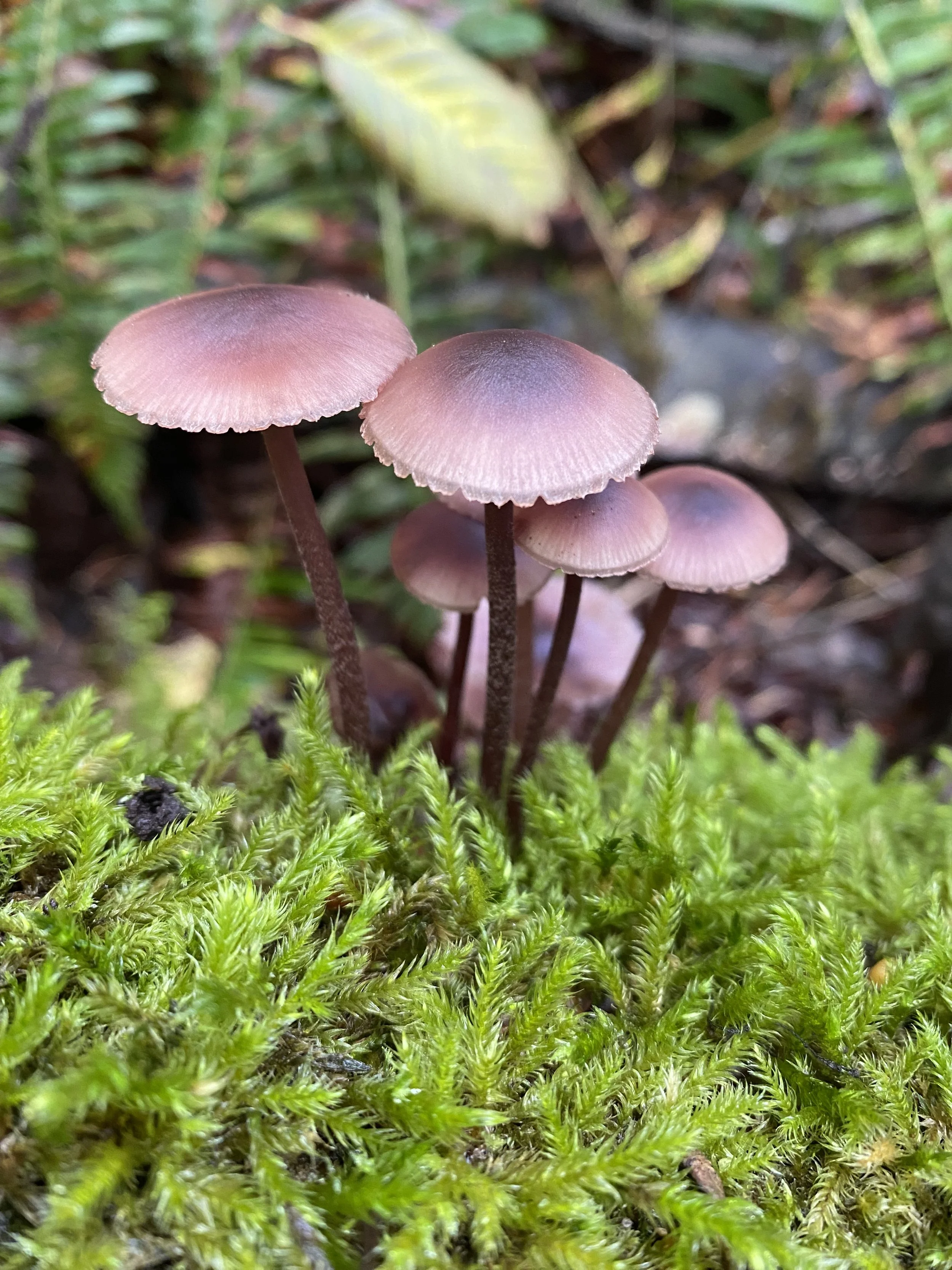 Close-up of small, pinkish-brown mushrooms growing amongst bright green moss on the forest floor.