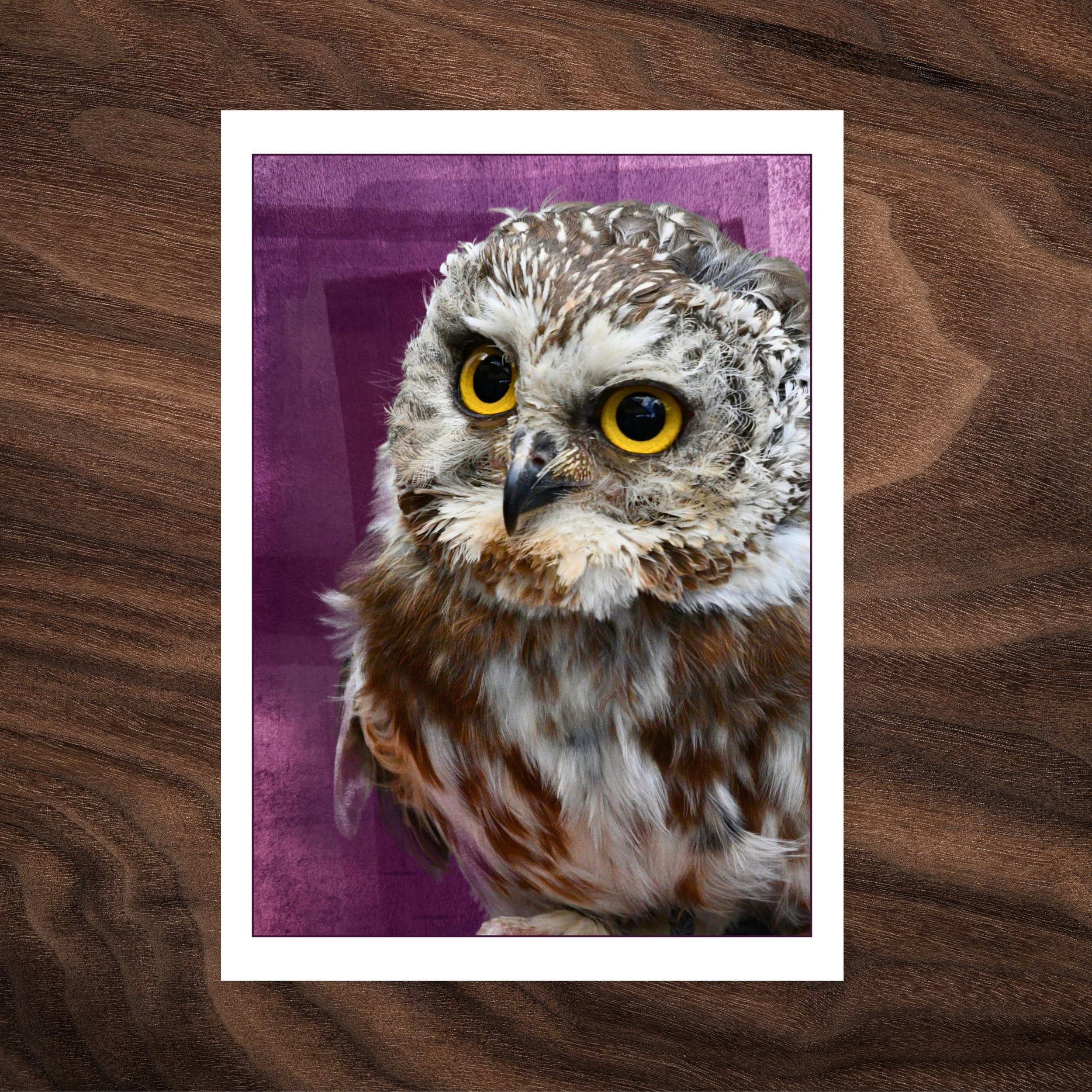 Small but Fierce - Saw-whet Owl - Card Photos.jpg