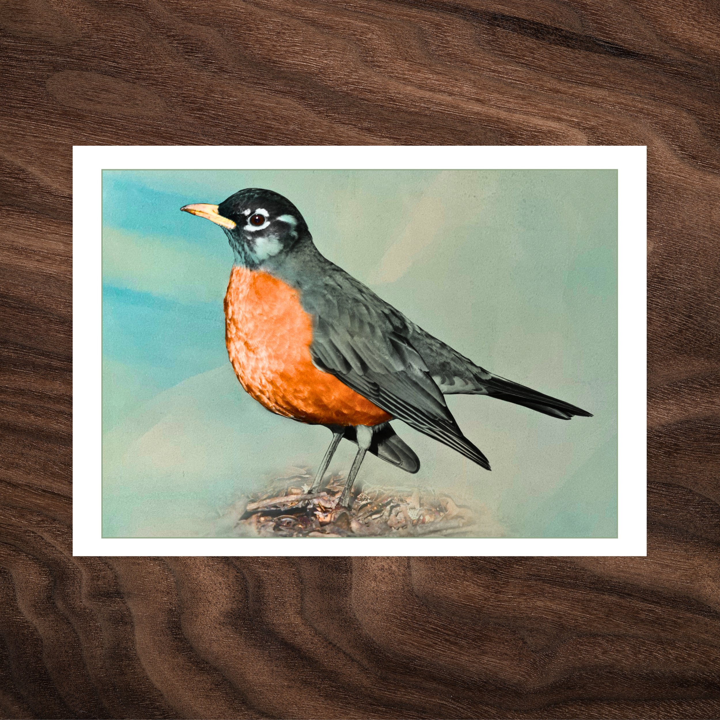 Between Hops — American Robin