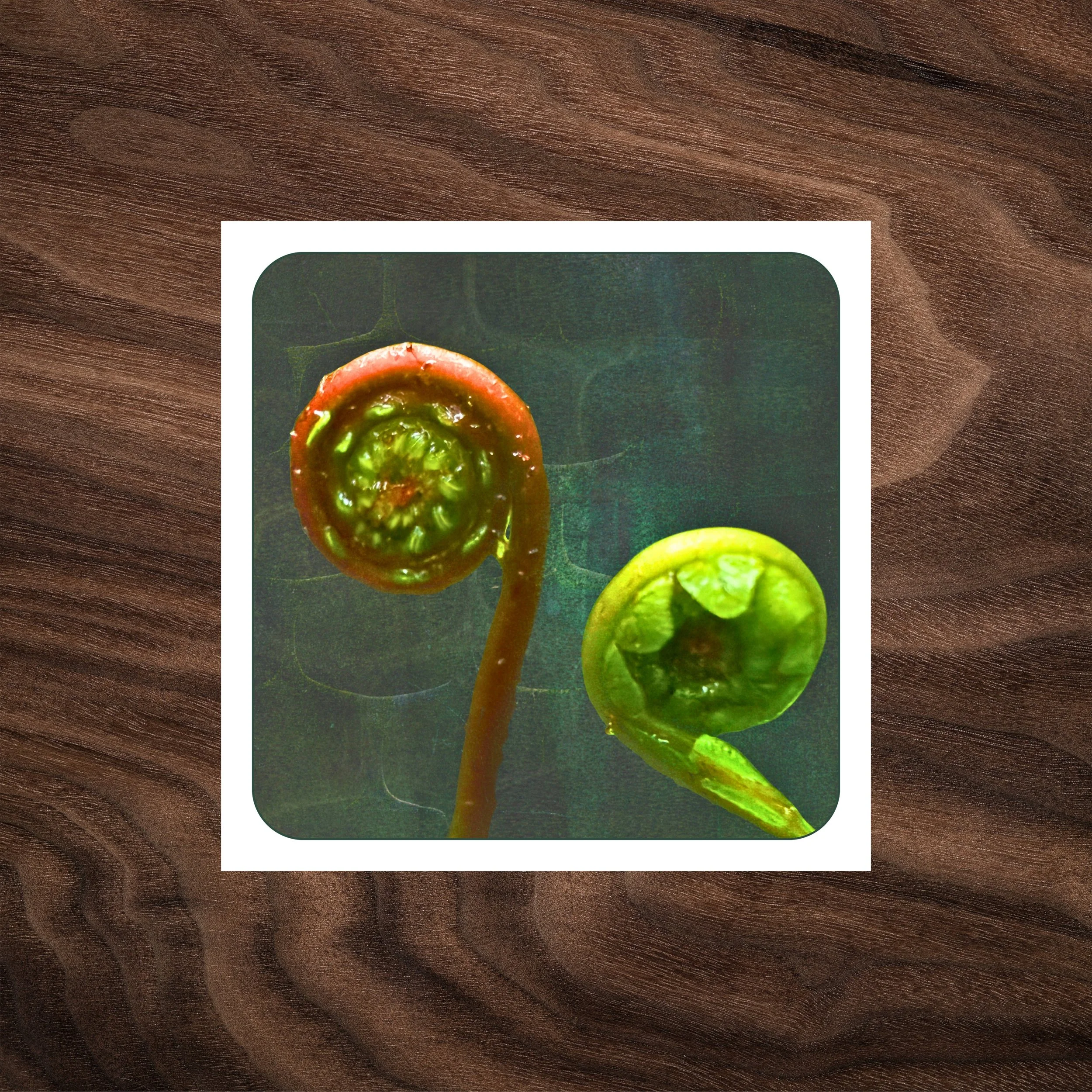 Unfurling — Fern Fiddleheads Greeting Card