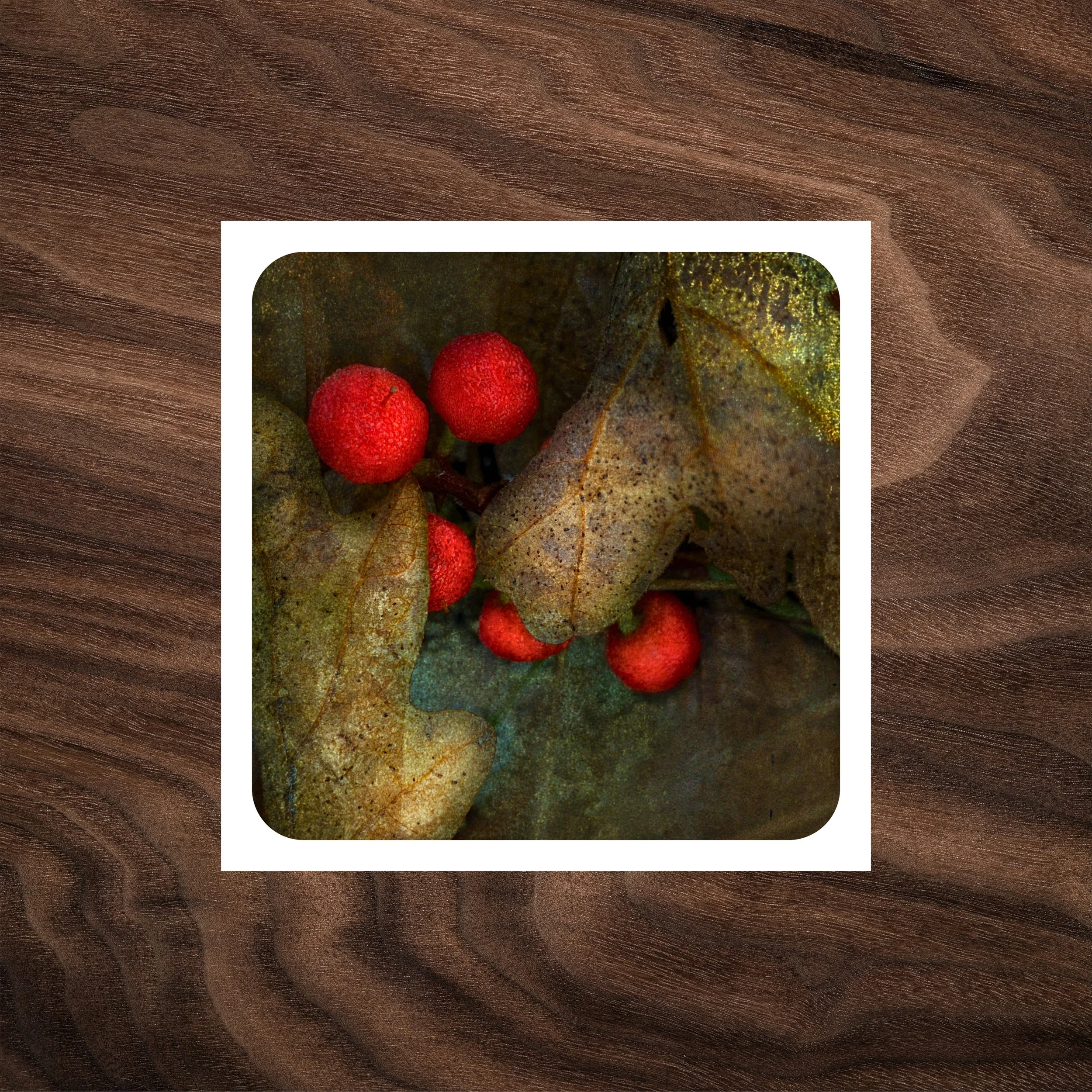 Scattered Jewels — Madrone Berries - Card Photos.jpg