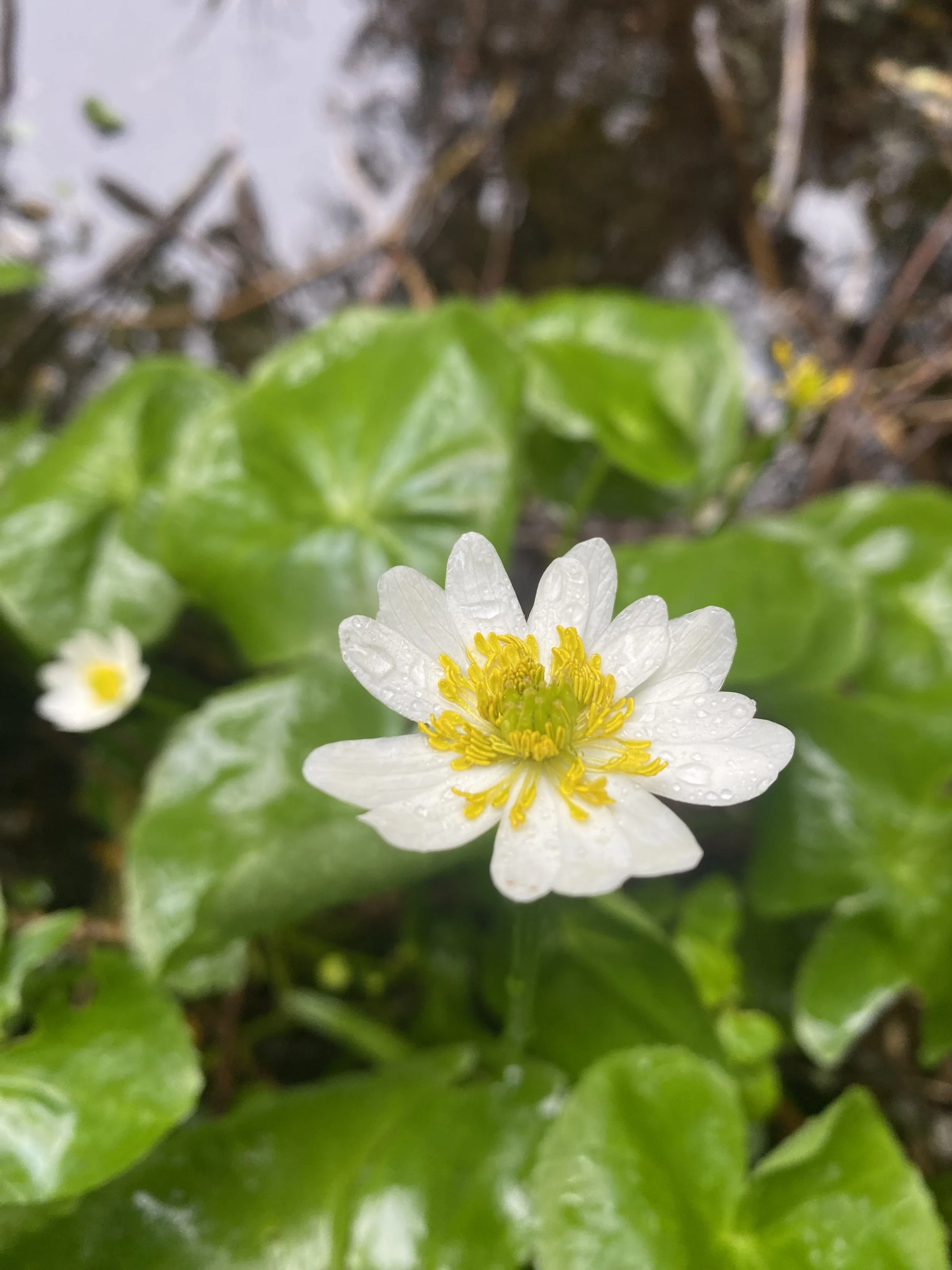 Close-up of a white flower with yellow stamens, dew drops on the petals, surrounded by green leaves, with a blurred background.