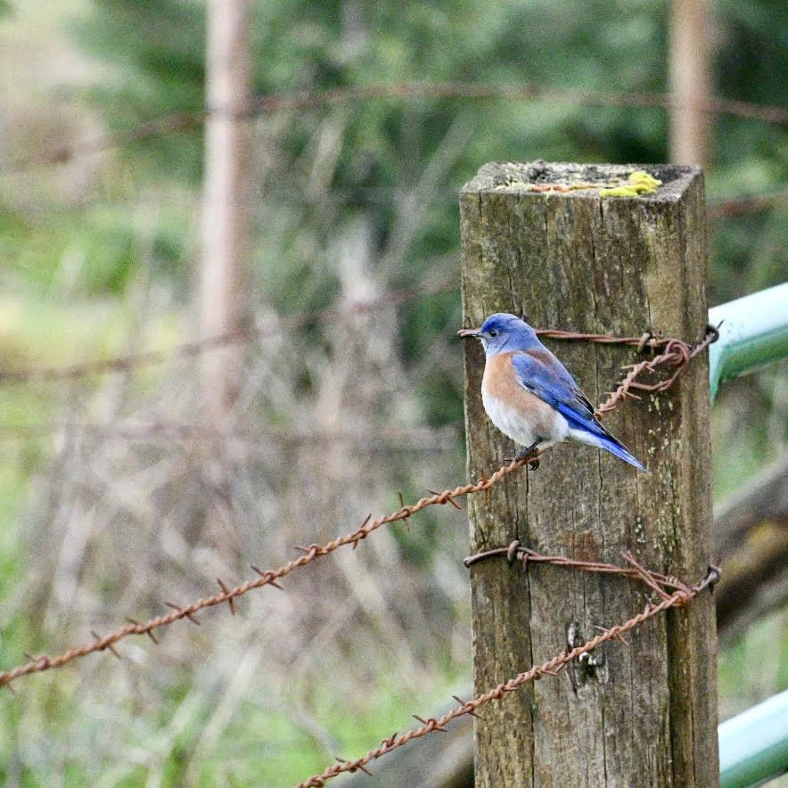 A small blue and brown American bird perched on rusty barbed wire attached to a weathered wooden fence post outdoors.