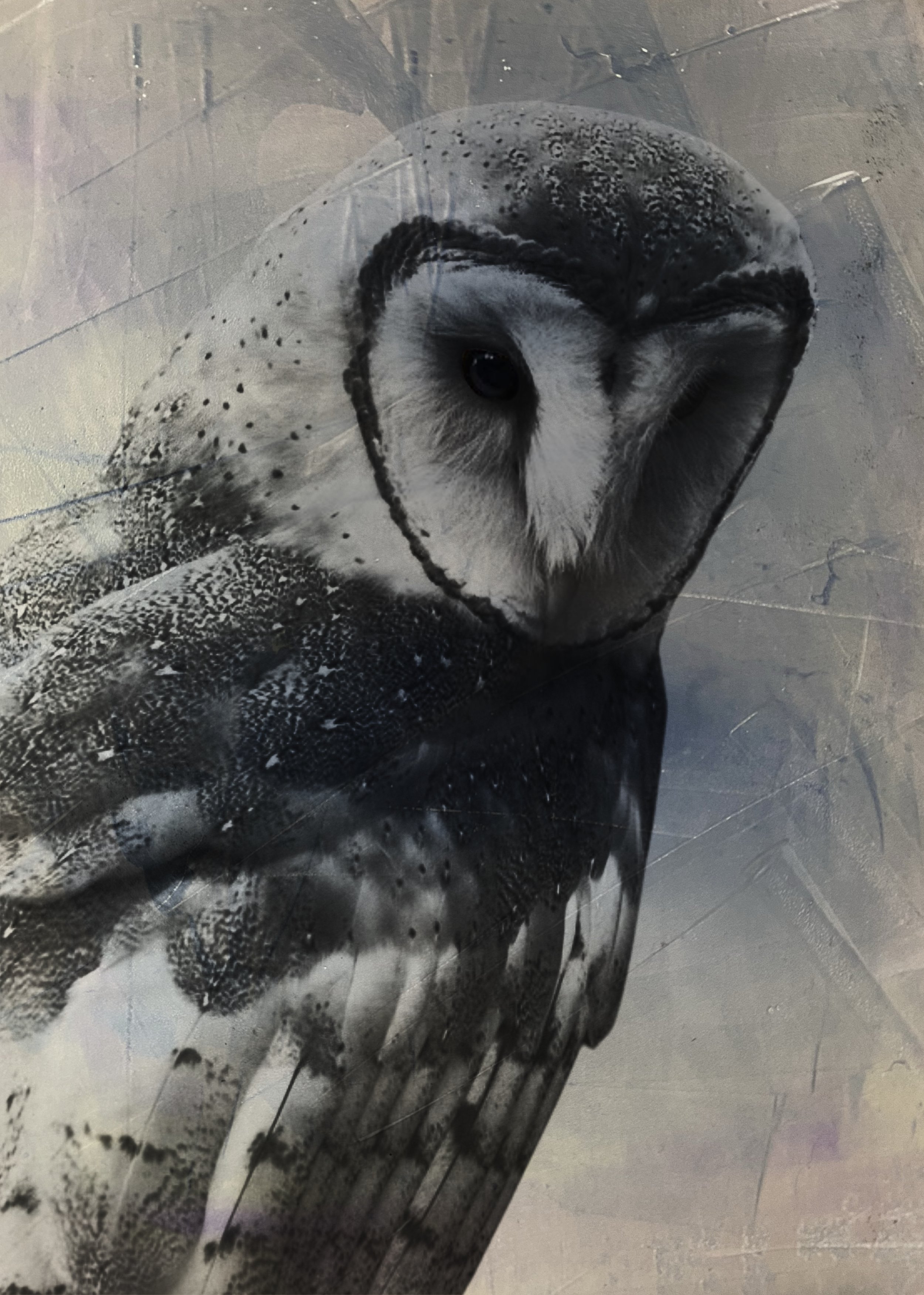 A Barn Owl Named Twig greeting card artwork, featuring a barn owl's heart-shaped face and patterned feathers layered with a softly textured monotype.