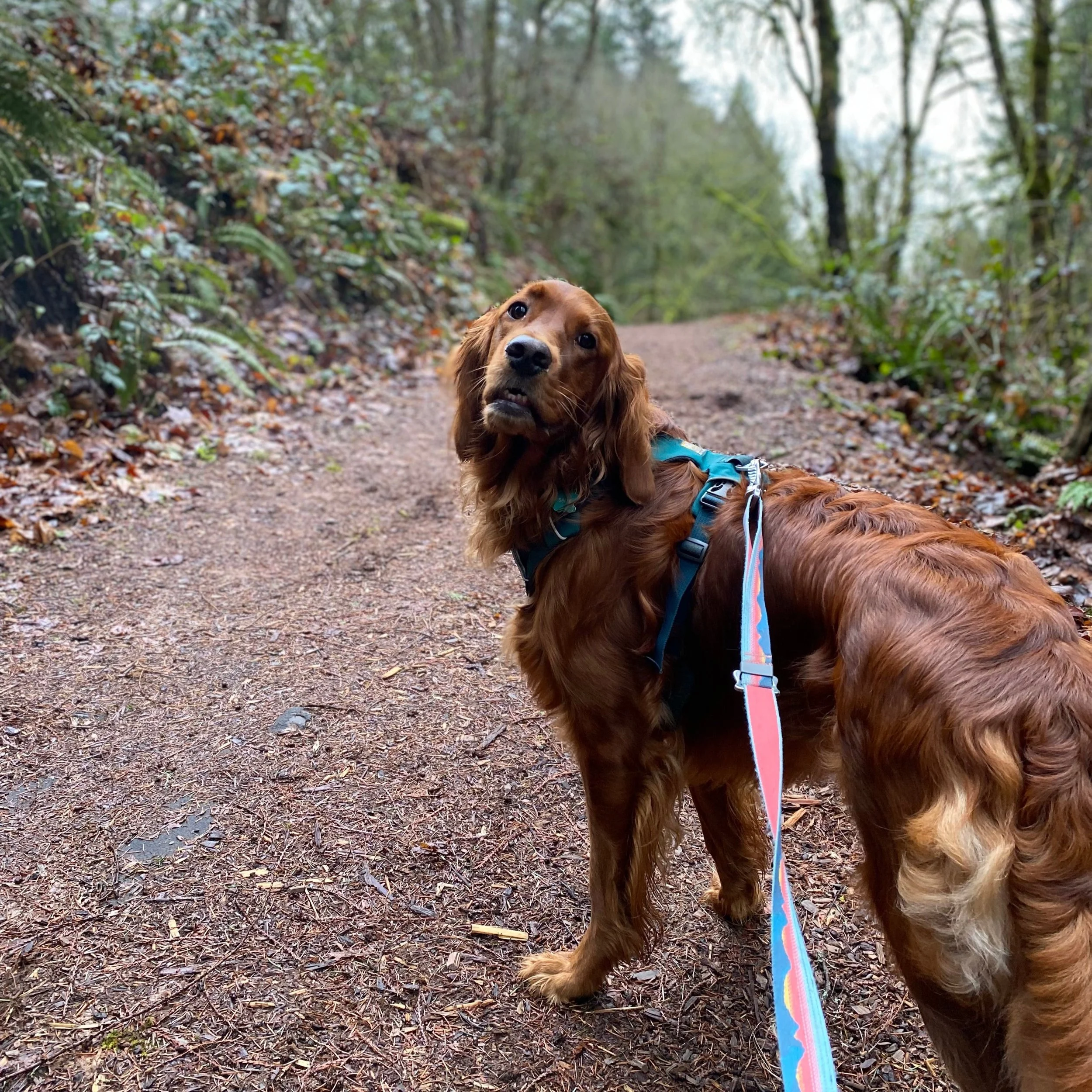 A brown retriever dog with long ears and shiny black eyes looking at the camera, sitting on a dirt trail surrounded by trees and fallen leaves in a forest.