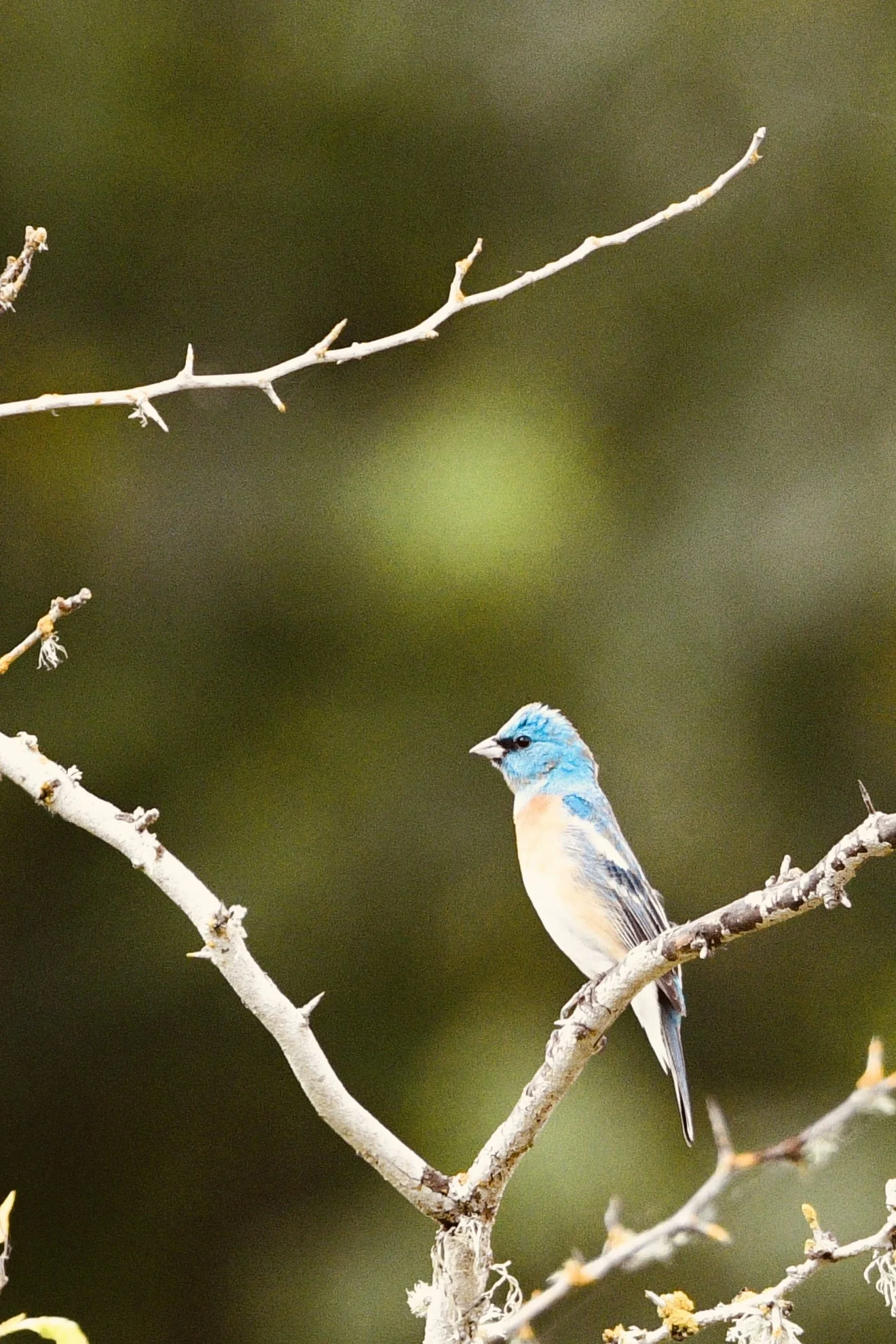 A small blue bird with beige underparts perched on a white branch against a blurred green background.