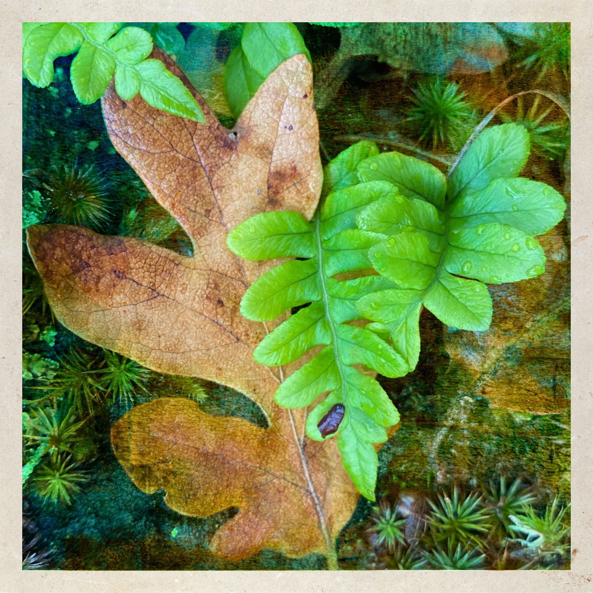 Life Among the Fallen Leaves