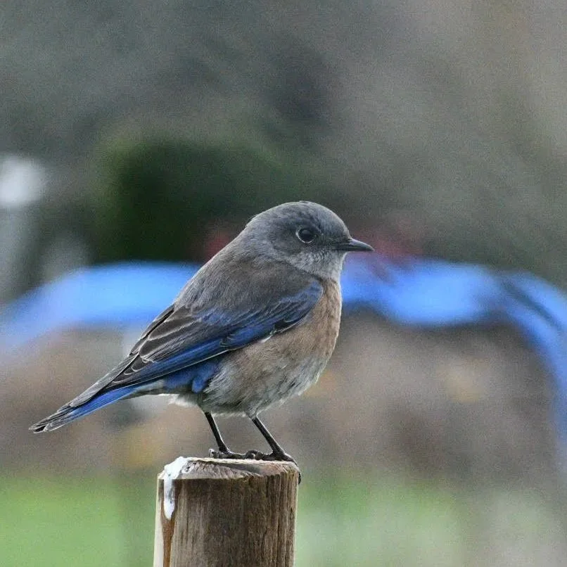 A Western Bluebird perched on a wooden post near Stone Creek Golf Course in Oregon City.