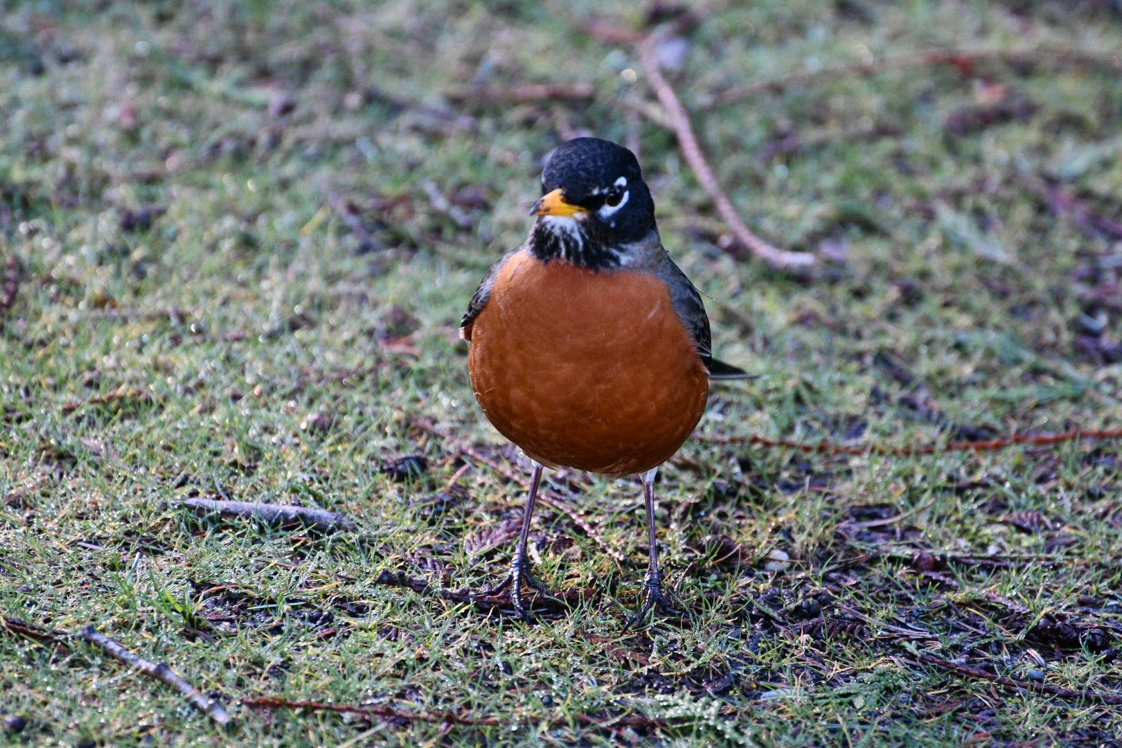 A bird with a bright orange chest, black and white face markings, and black wings standing on grass with small twigs.