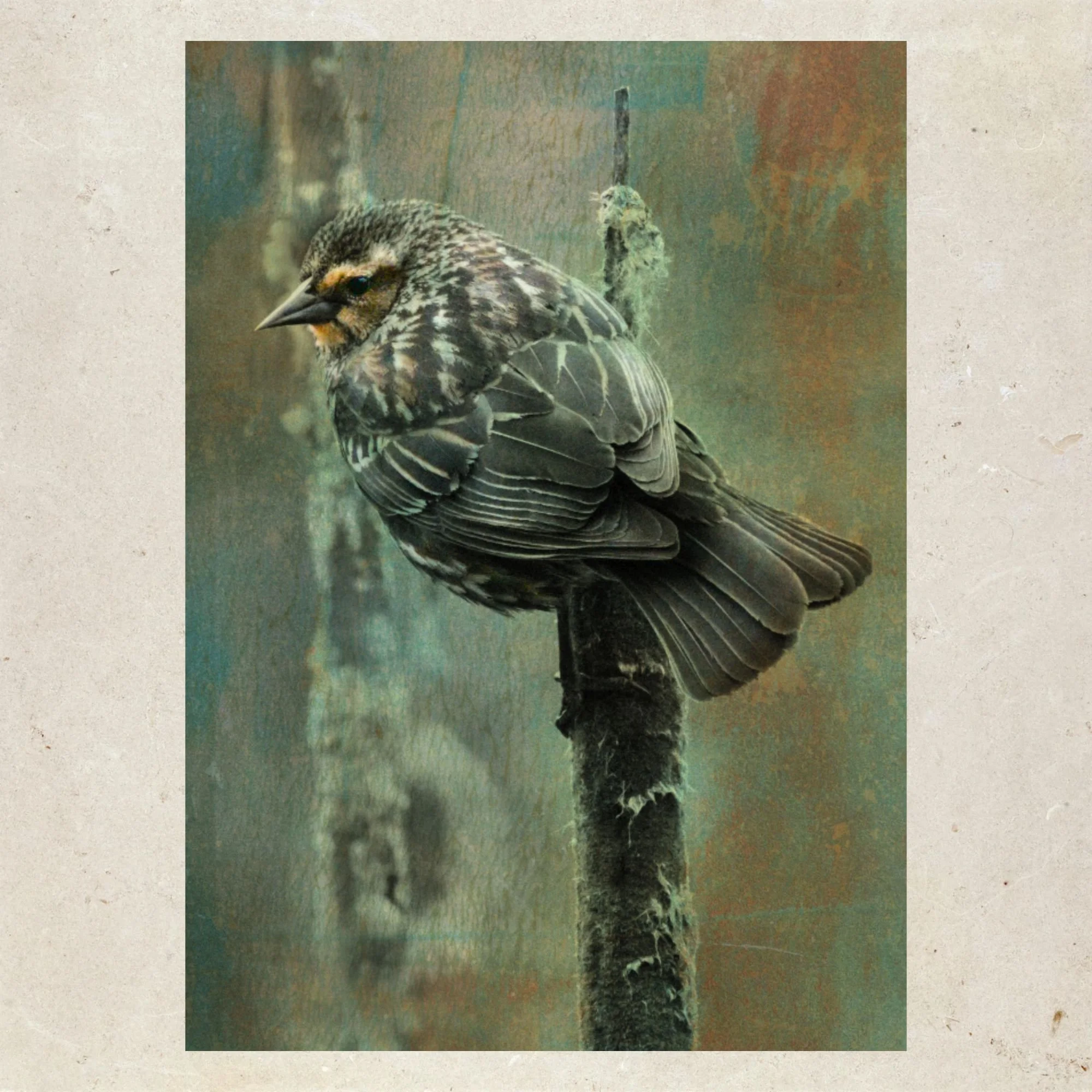 The Cattail Acrobat