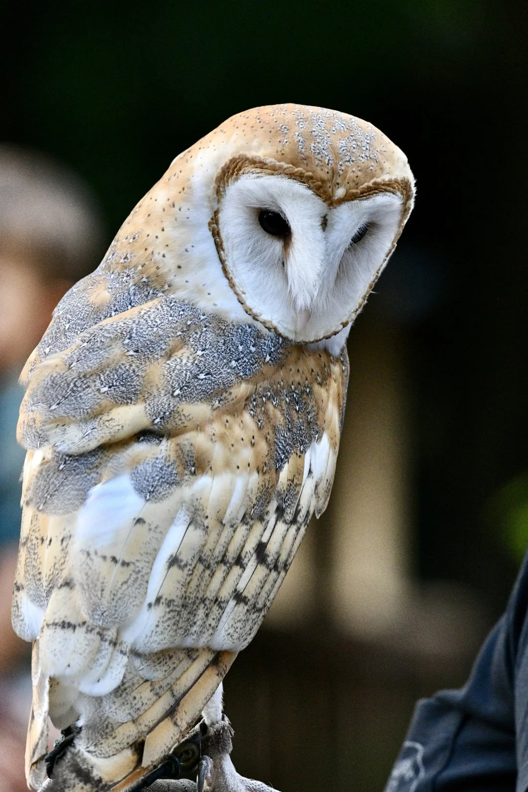 A Barn Owl.