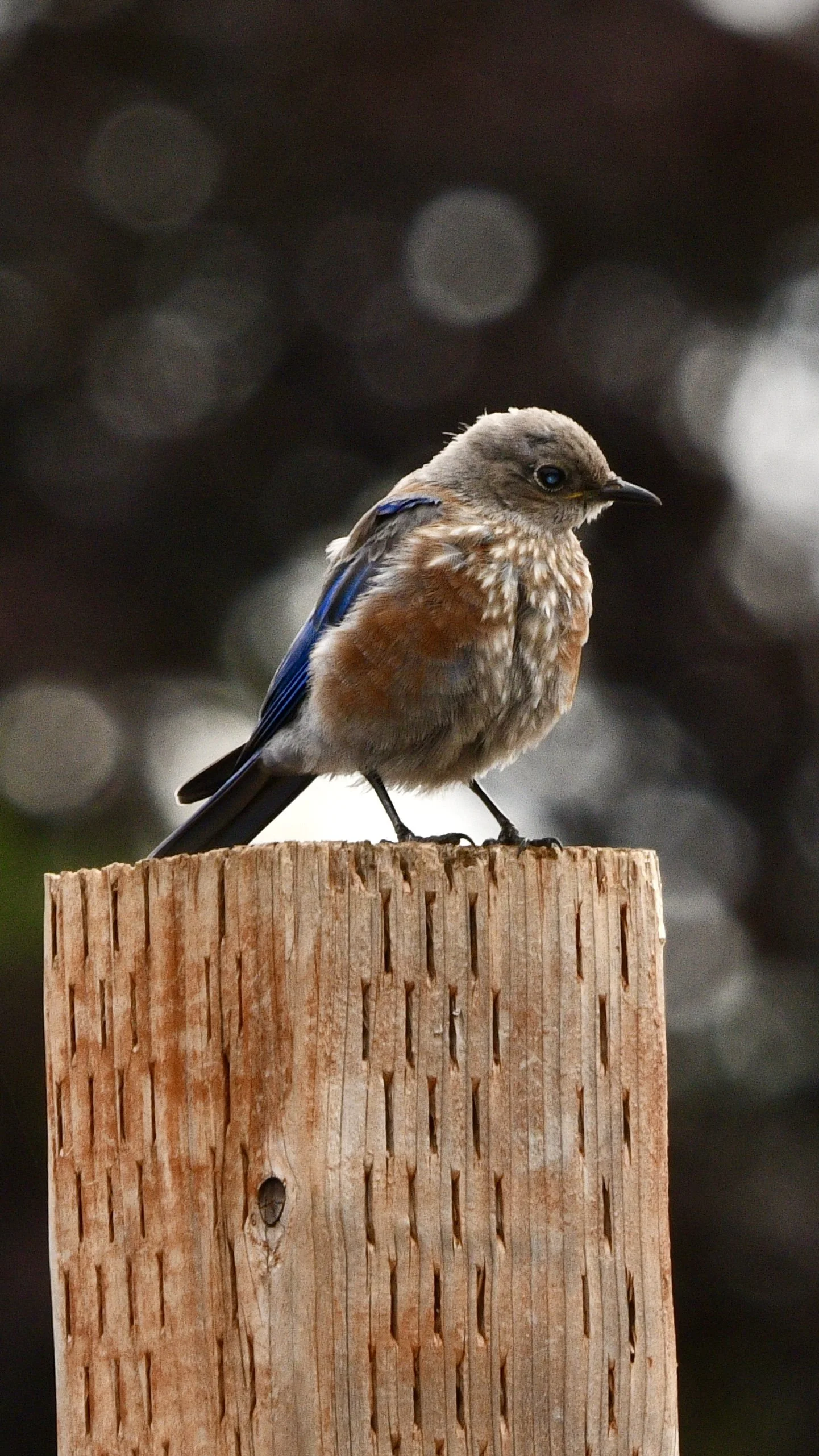 A small bird with brown and blue feathers perched on a wooden post.