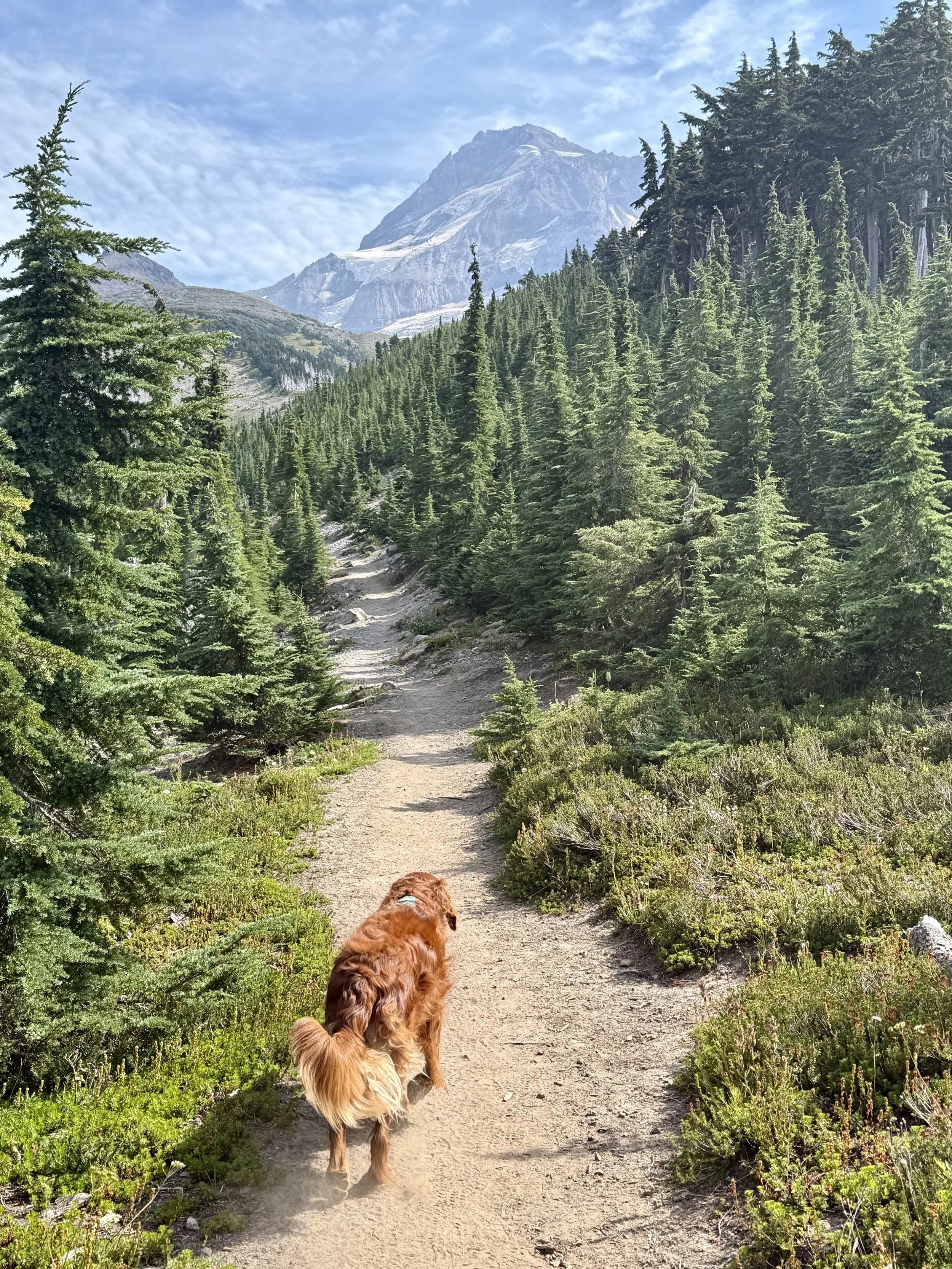 A trail through a forested mountain landscape with a river and snow-capped peaks in the background, and a dog walking along the path.