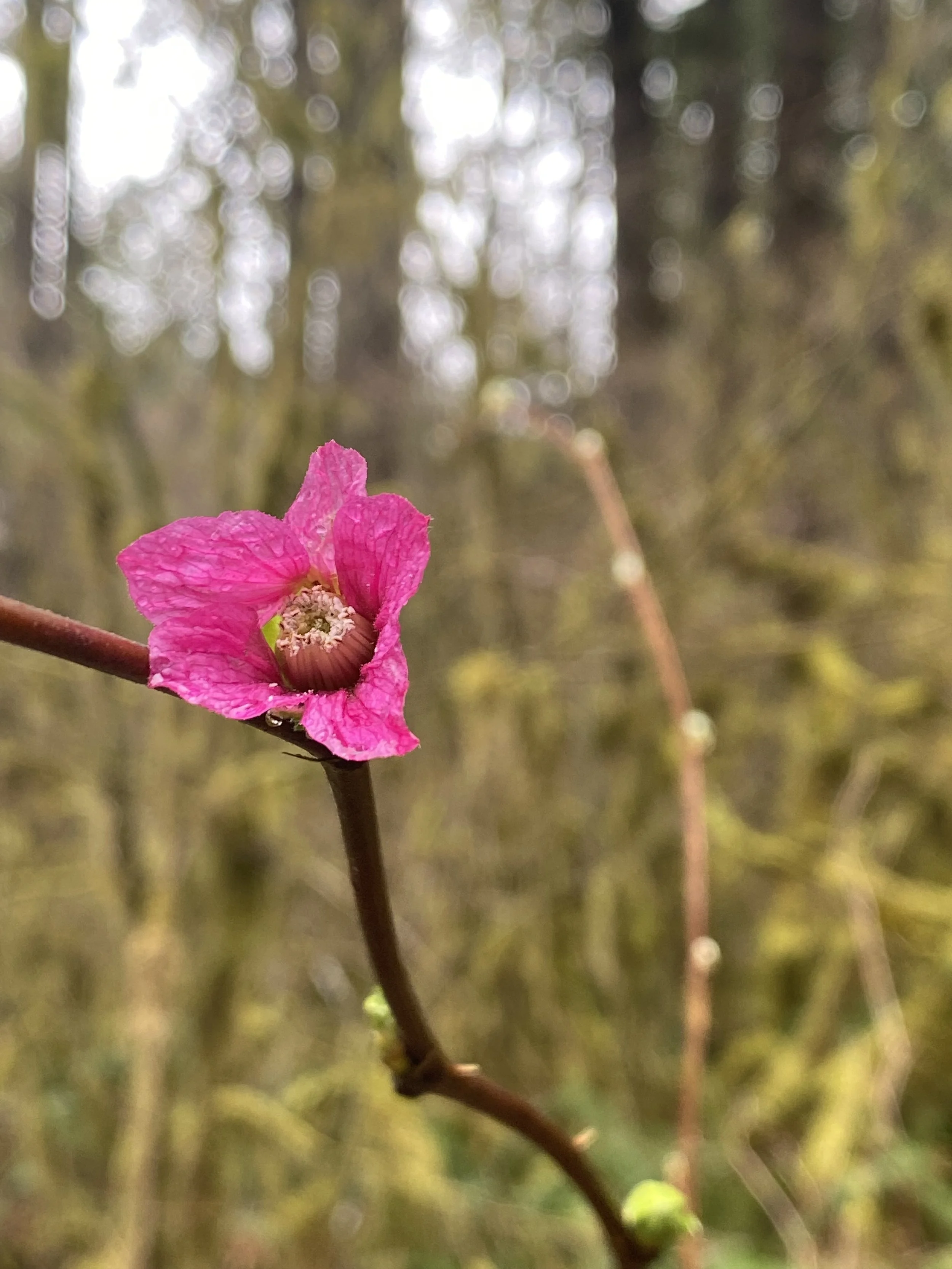 A close-up of a pink flower bud on a thin, brown branch with blurred green and brown background.