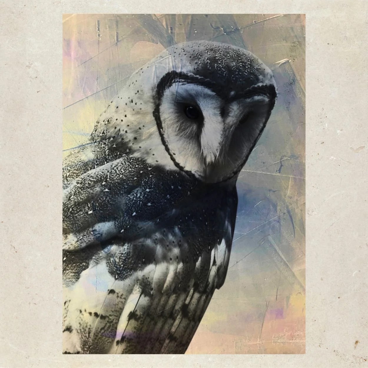 A Barn Owl Named Twig
