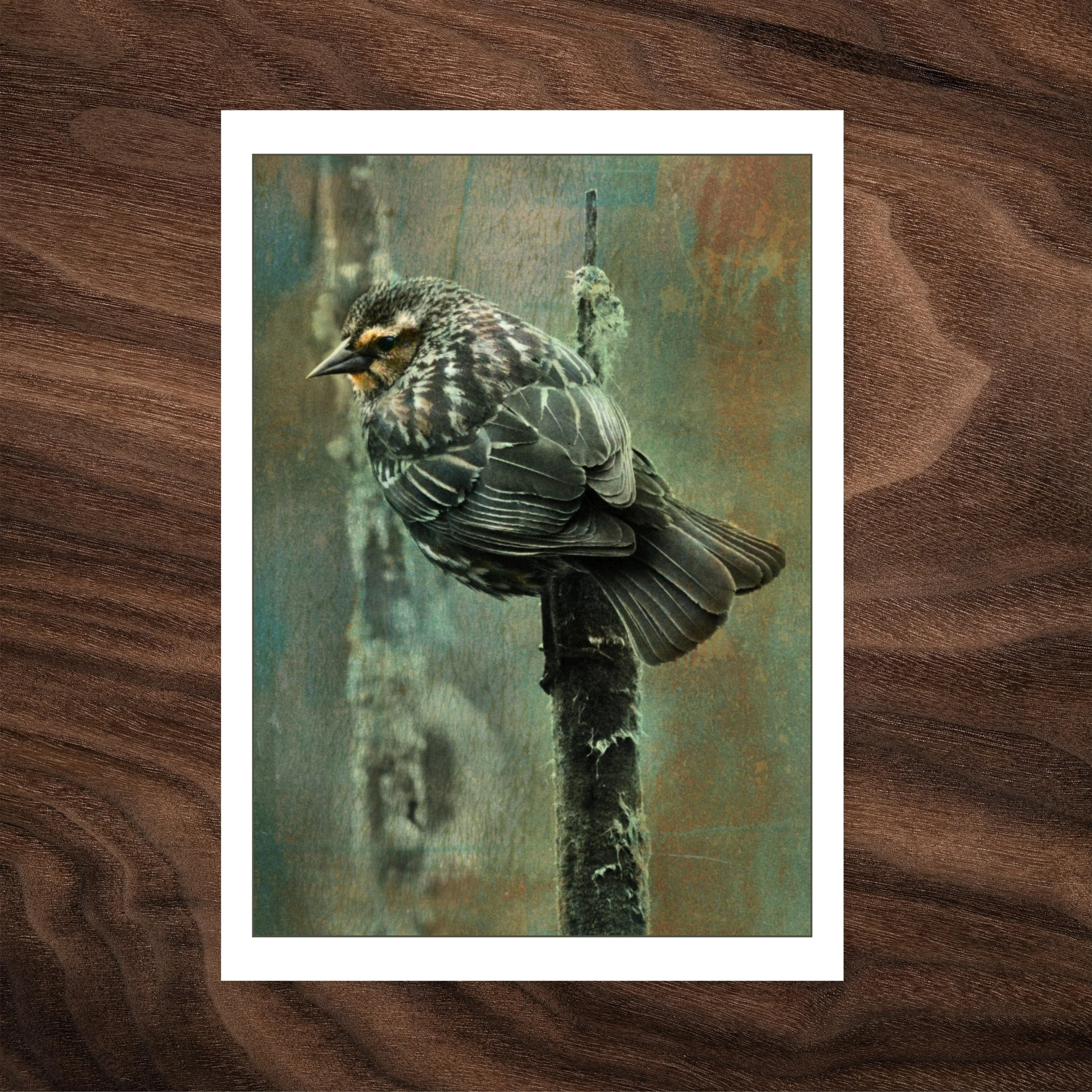 The Cattail Acrobat — Red-winged Blackbird - Card Photos.jpg