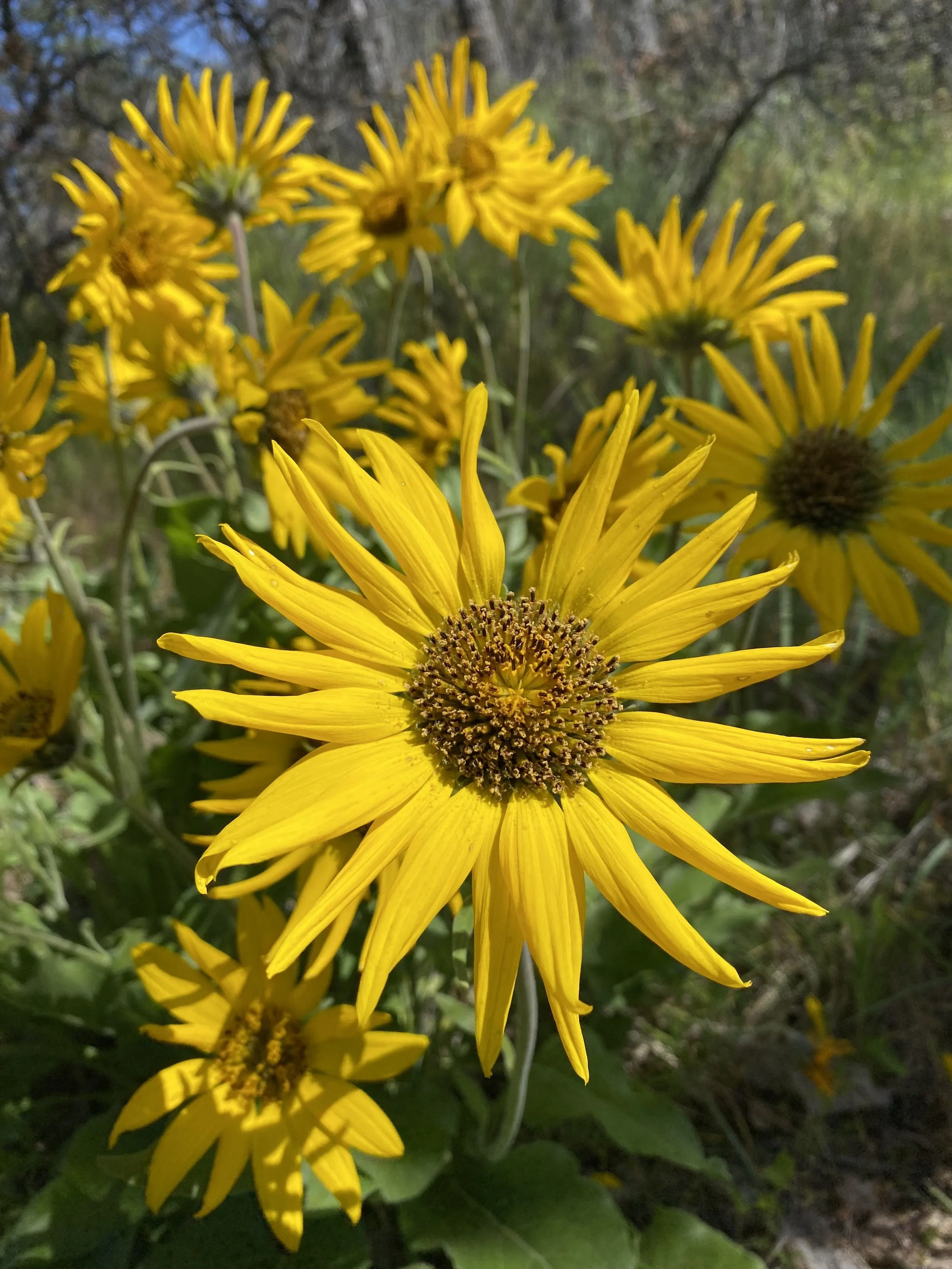 Close-up of yellow wildflowers with long petals and dark centers in a natural outdoor setting.