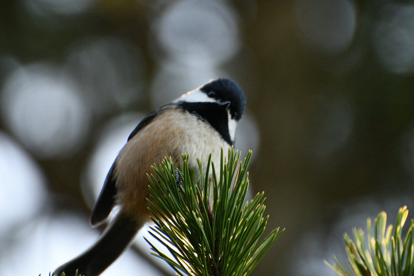 A close-up of a small bird with black, white, and brown feathers perched on a green pine branch with a blurred natural background.