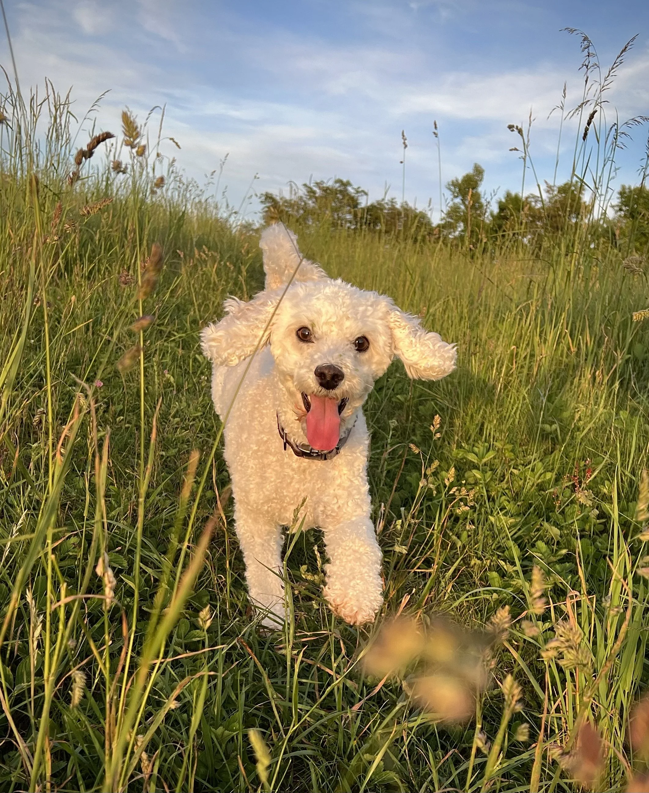 A playful white curly-haired dog, possibly a poodle, lying or sitting in a grassy field with tall green grasses and some flowering plants. The dog is looking directly at the camera with its tongue out, against a backdrop of a blue sky with a few wispy clouds and some distant trees.