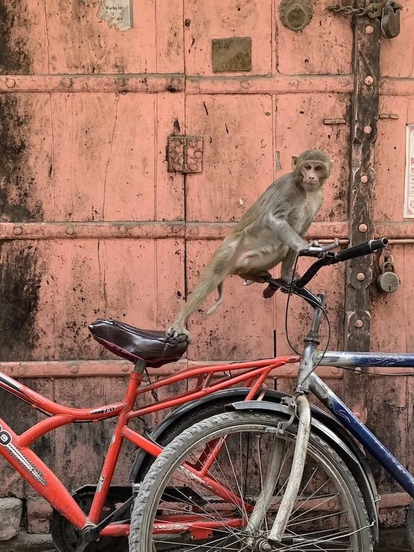 A monkey sitting on the handlebars of a red bicycle in front of a pink, weathered garage door.
