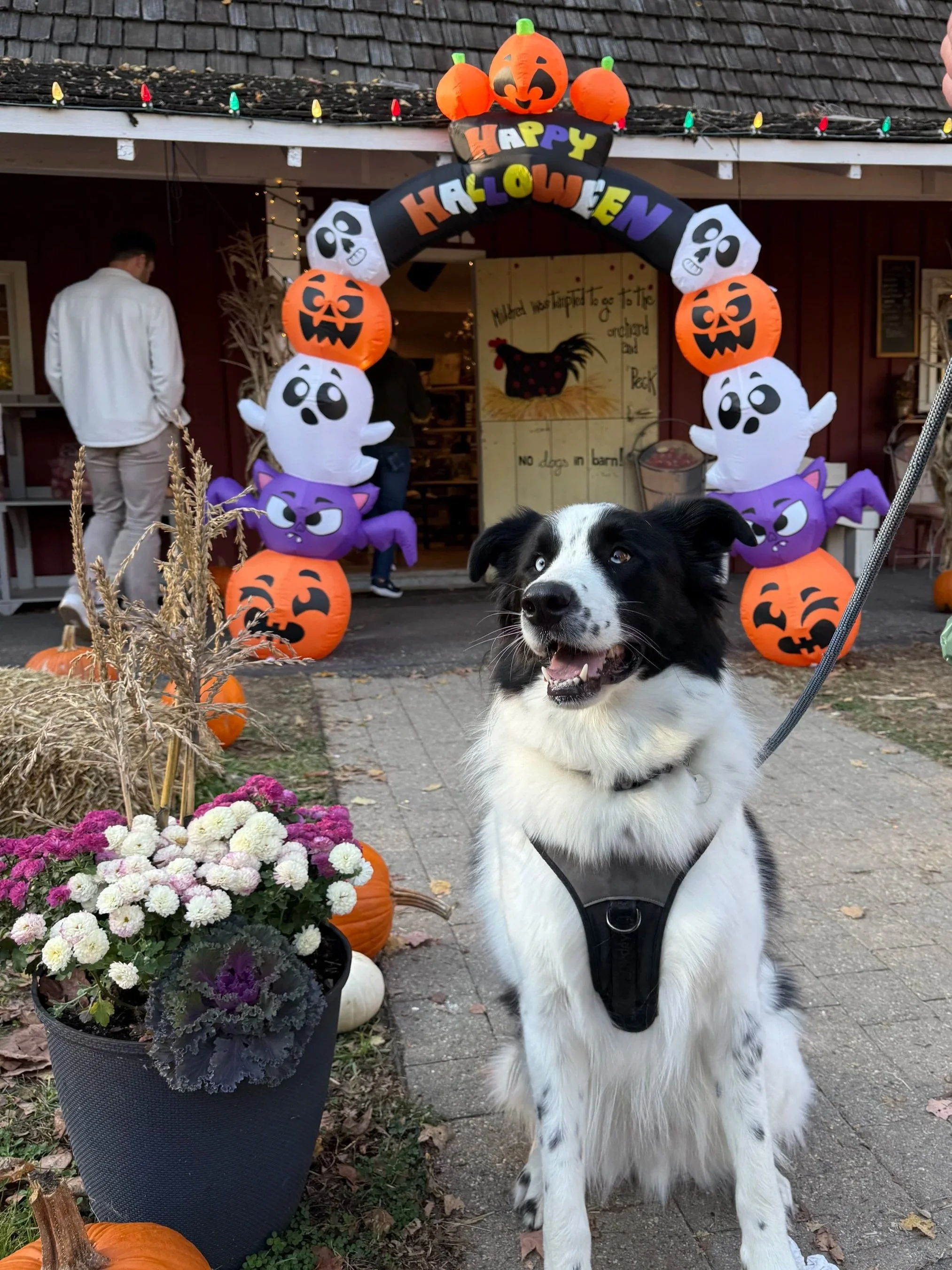 A black and white dog sitting outdoors, wearing a harness surrounded by Halloween decorations including pumpkins, paper ghosts, purple cats, and a colorful arch with Halloween-themed characters and signs, with a barn-style building in the background.