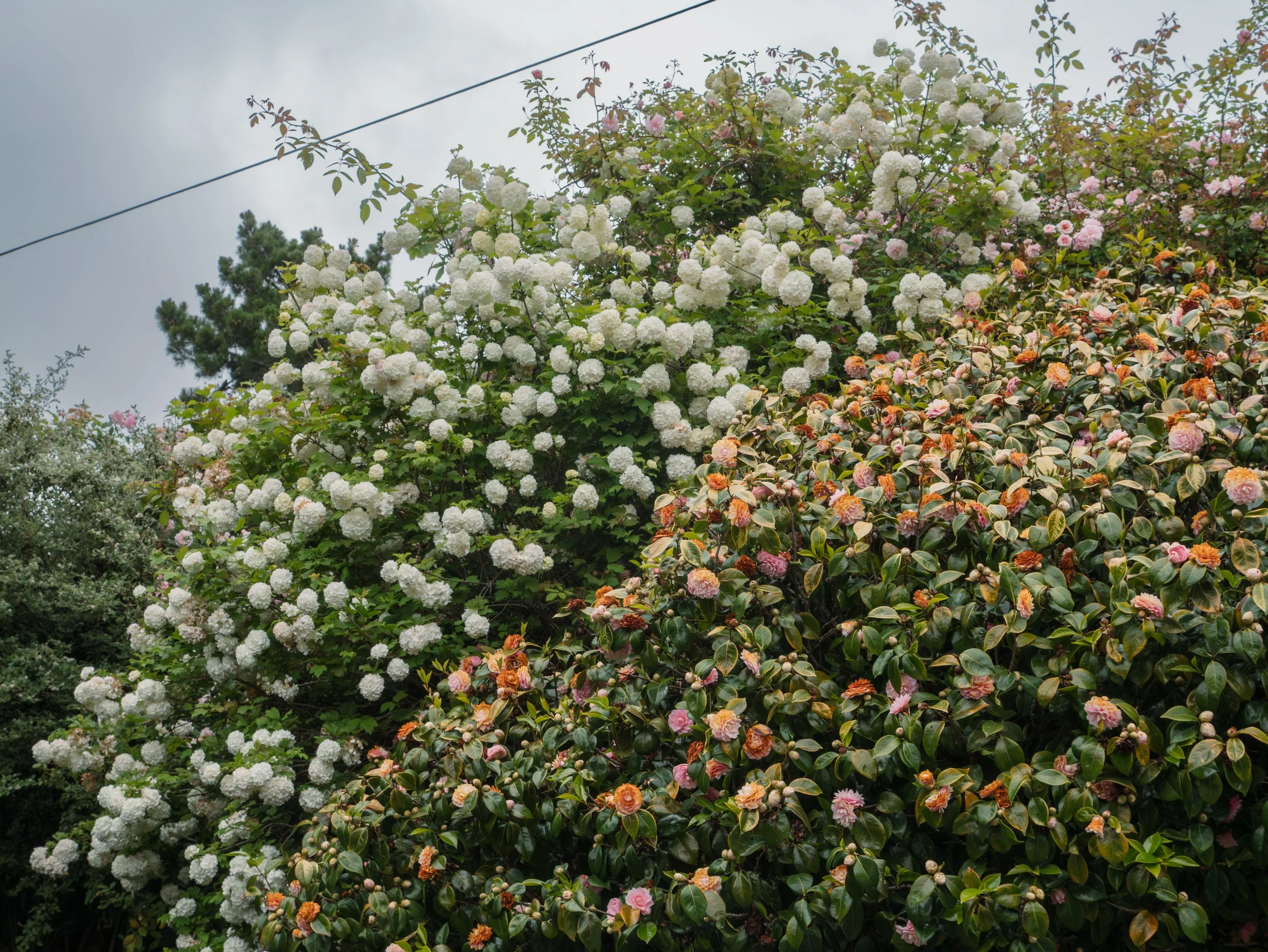 A garden with various flowering plants, including white, pink, and orange blossoms, and trees in the background under a cloudy sky.