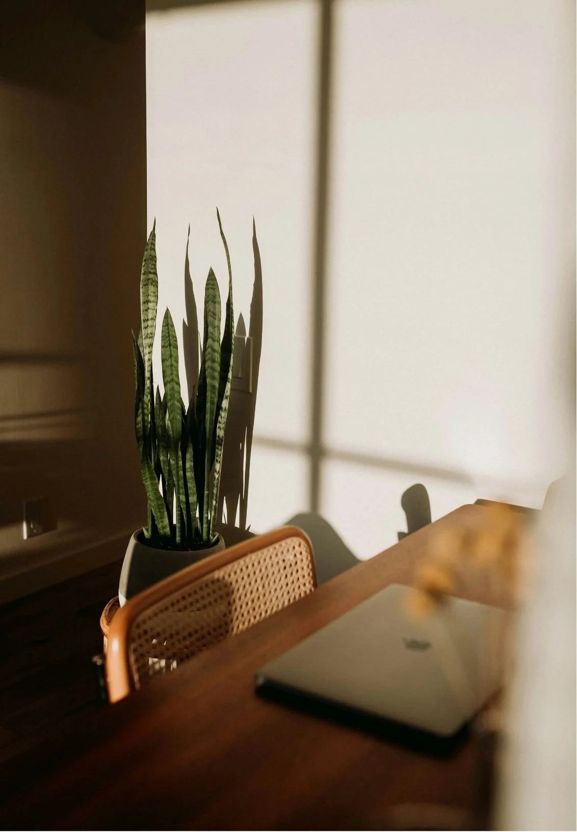 Indoor scene with a tall snake plant in a pot, sunlight creating shadows on a white wall, a wooden table, and a closed laptop.
