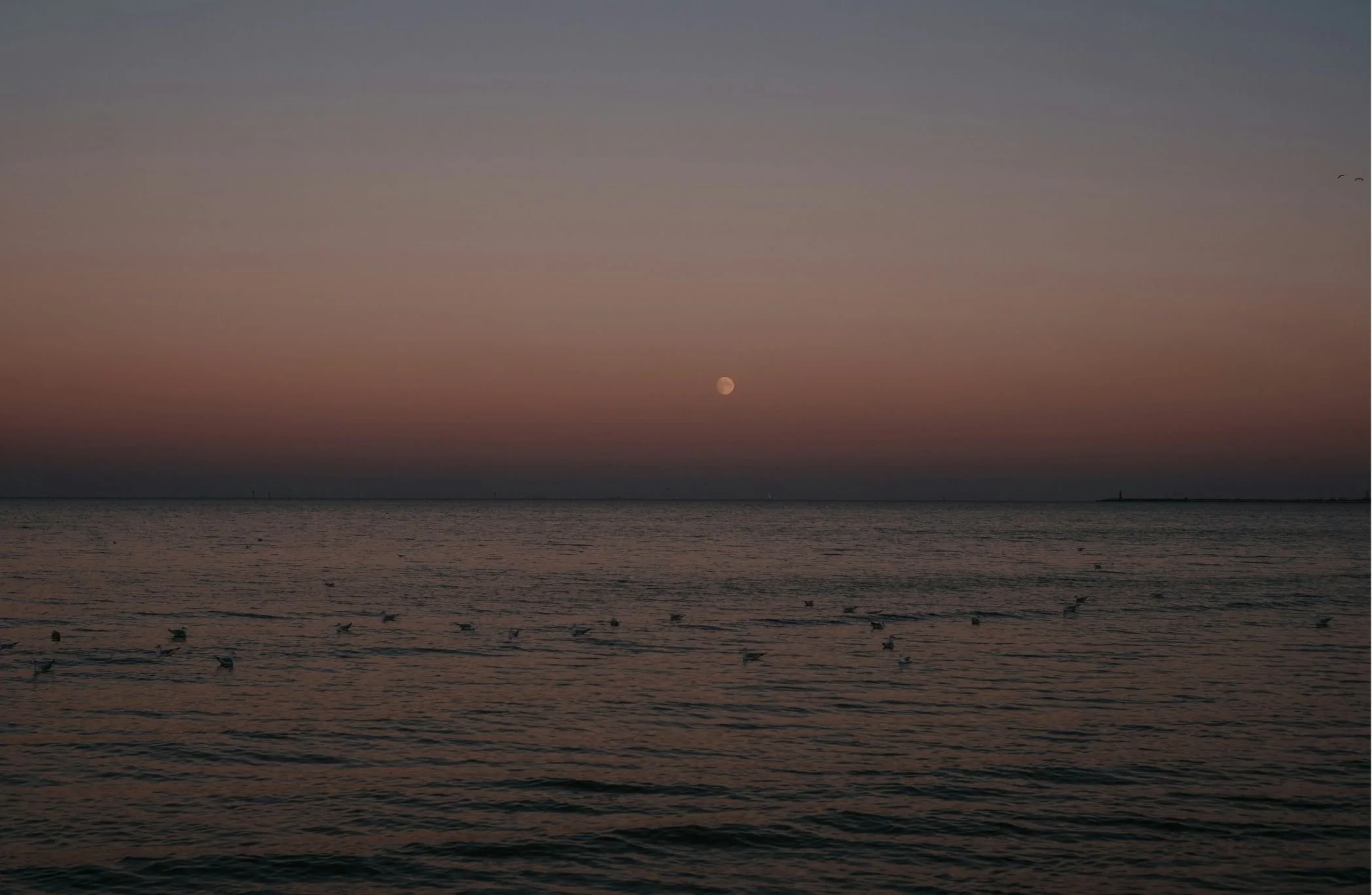 A sunset over a body of water with birds flying in the sky and birds swimming on the water.
