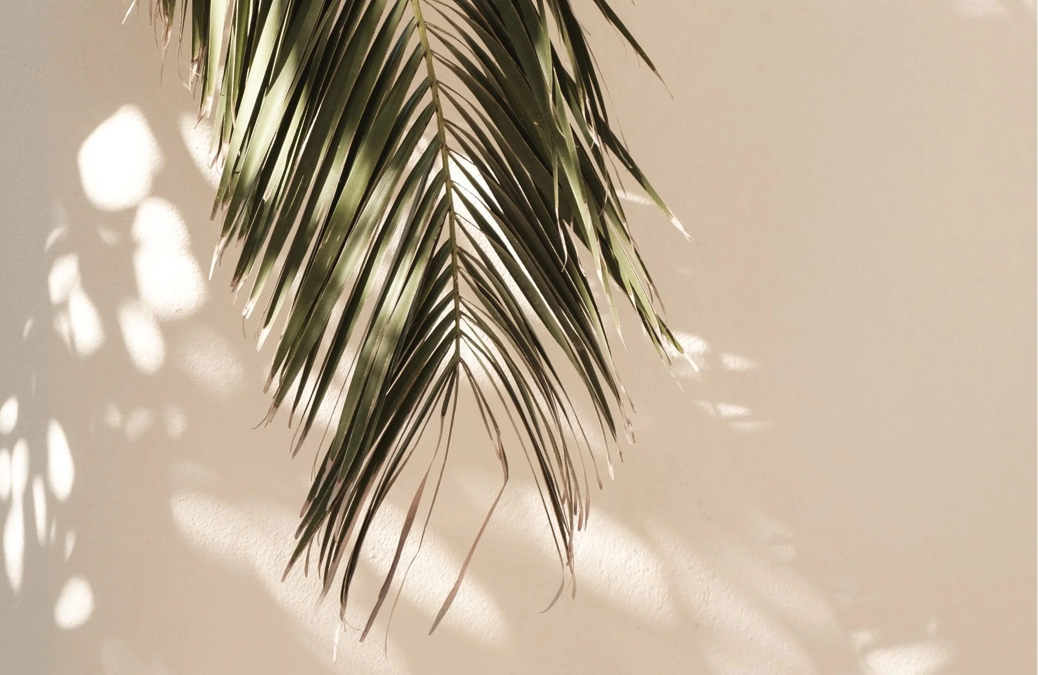 A large green palm leaf hanging against a beige wall with light and shadow patterns.