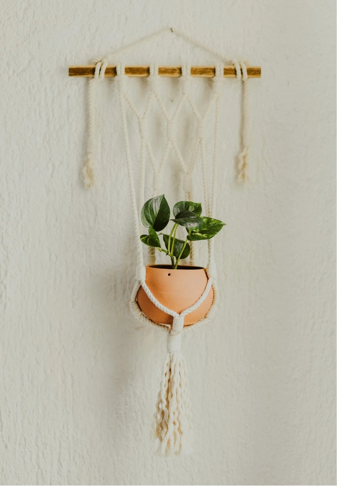 A small potted plant with green variegated leaves hanging from a beige rope wall hanging on a white wall.